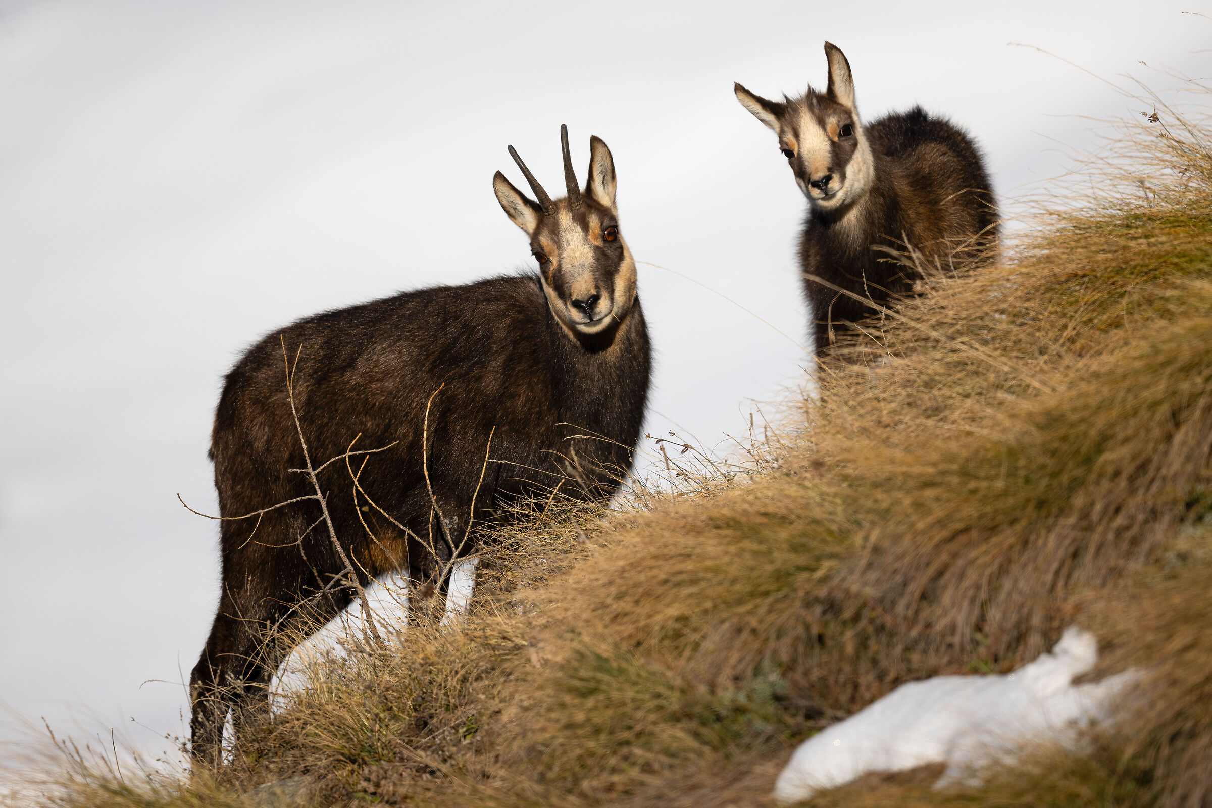 Chamois - Gran Paradiso National Park