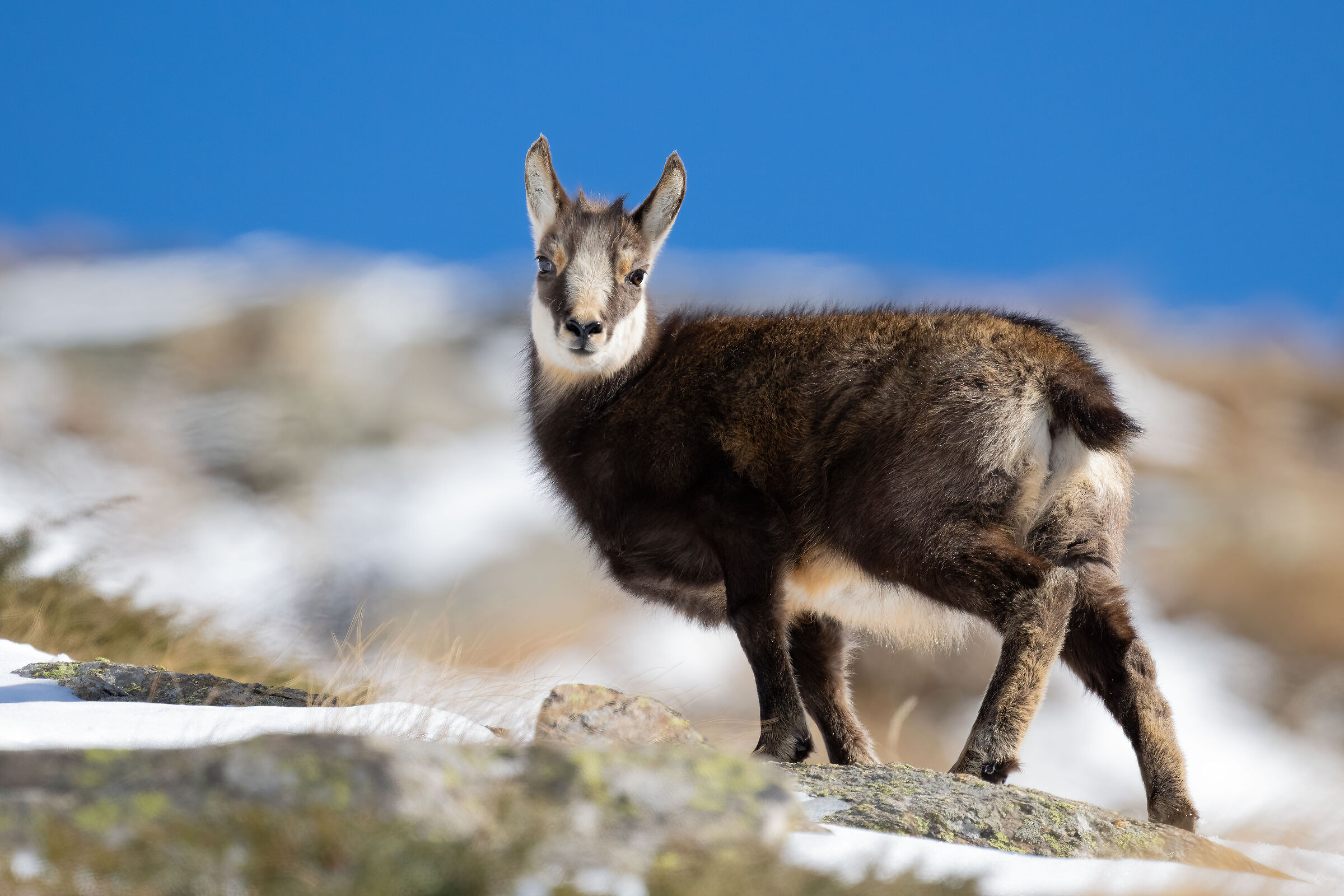 Chamois - Gran Paradiso National Park