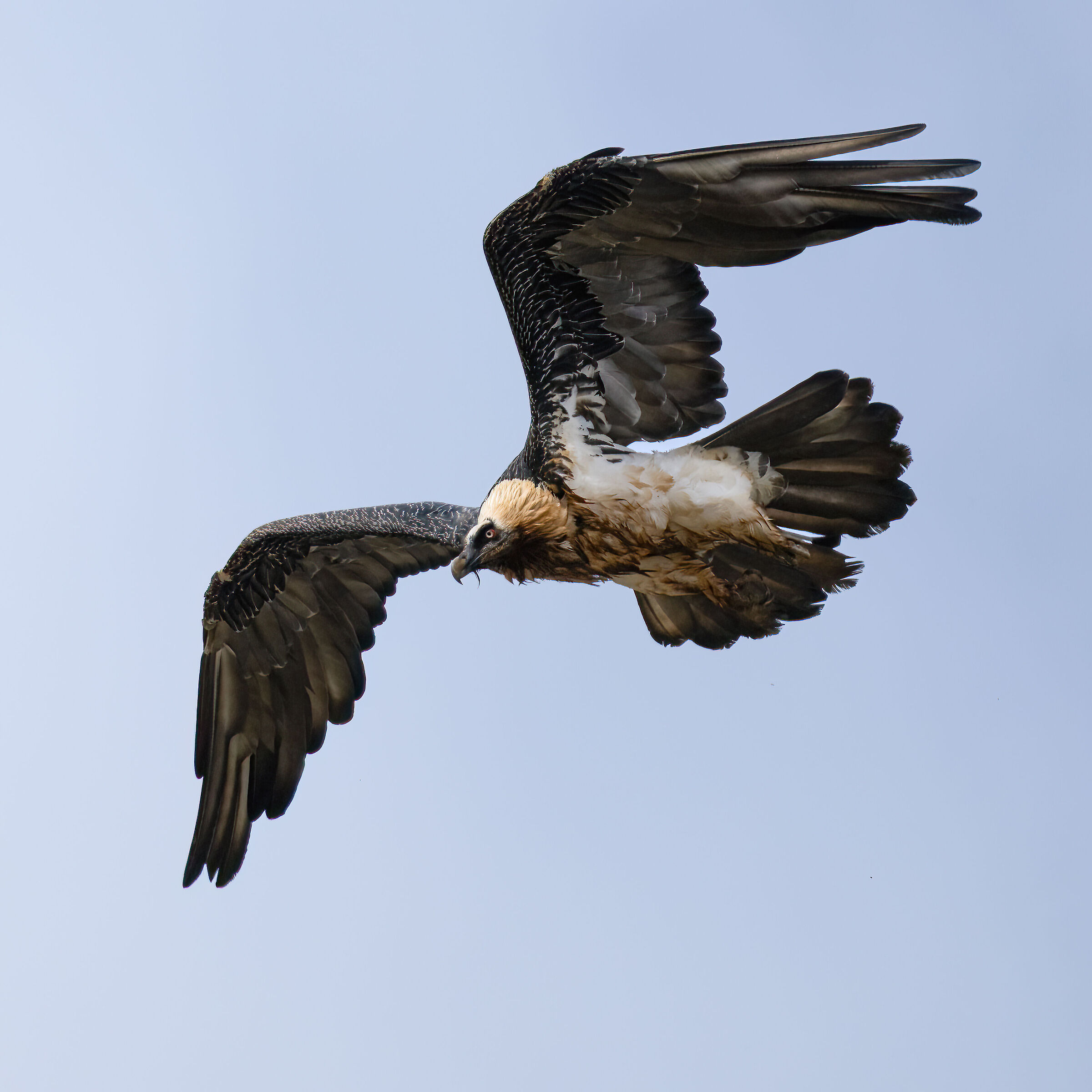 Gypaetus barbatus - Gran Paradiso National Park