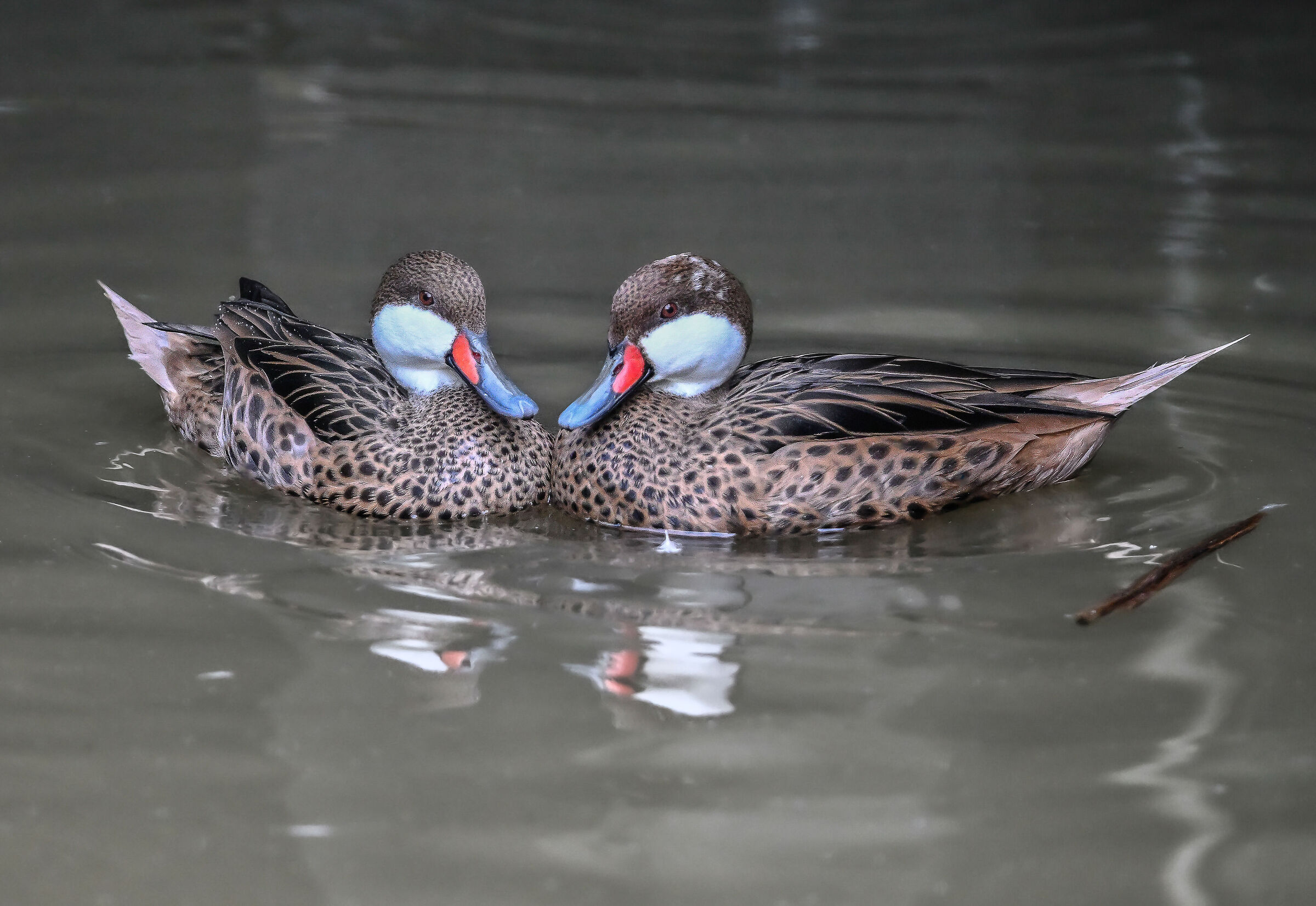 Codone Guancebianche