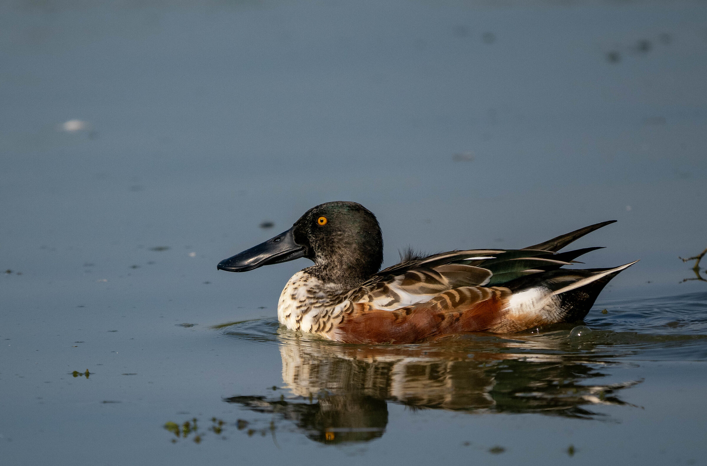 Shoveler