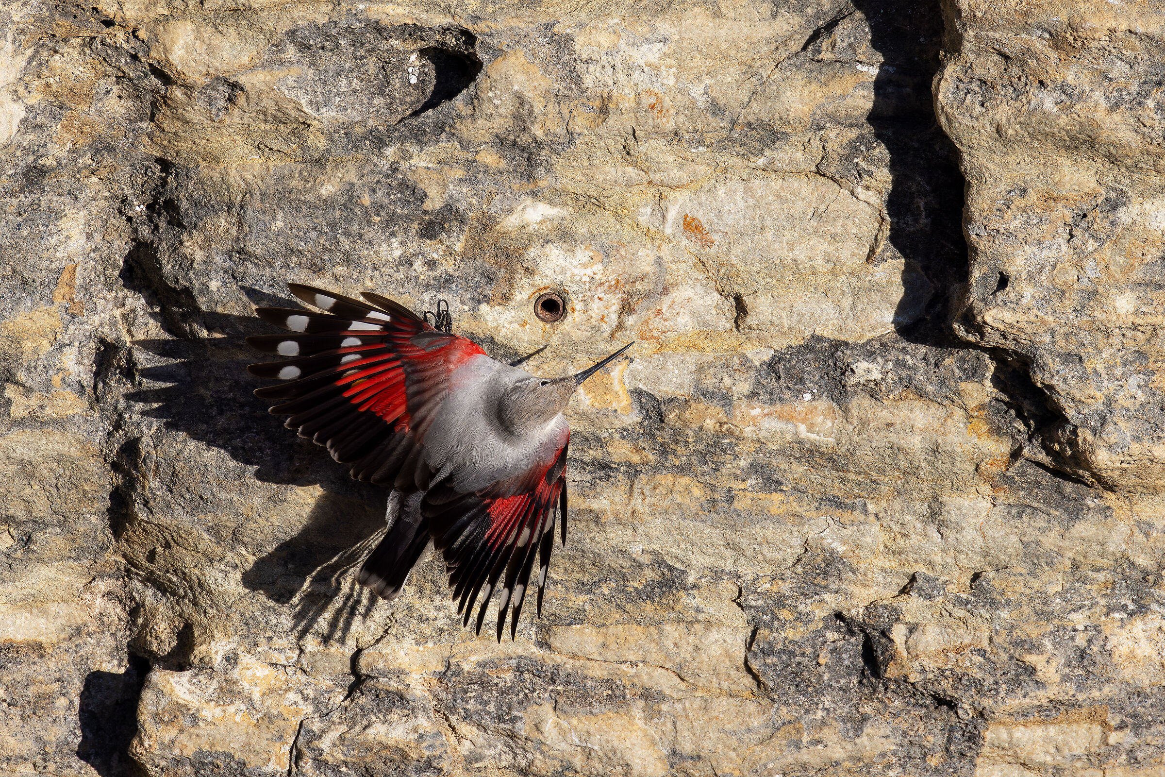 Wallcreeper
