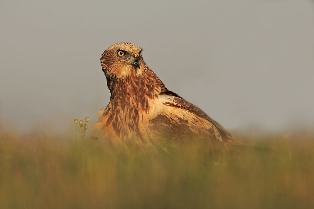 Marsh Harrier