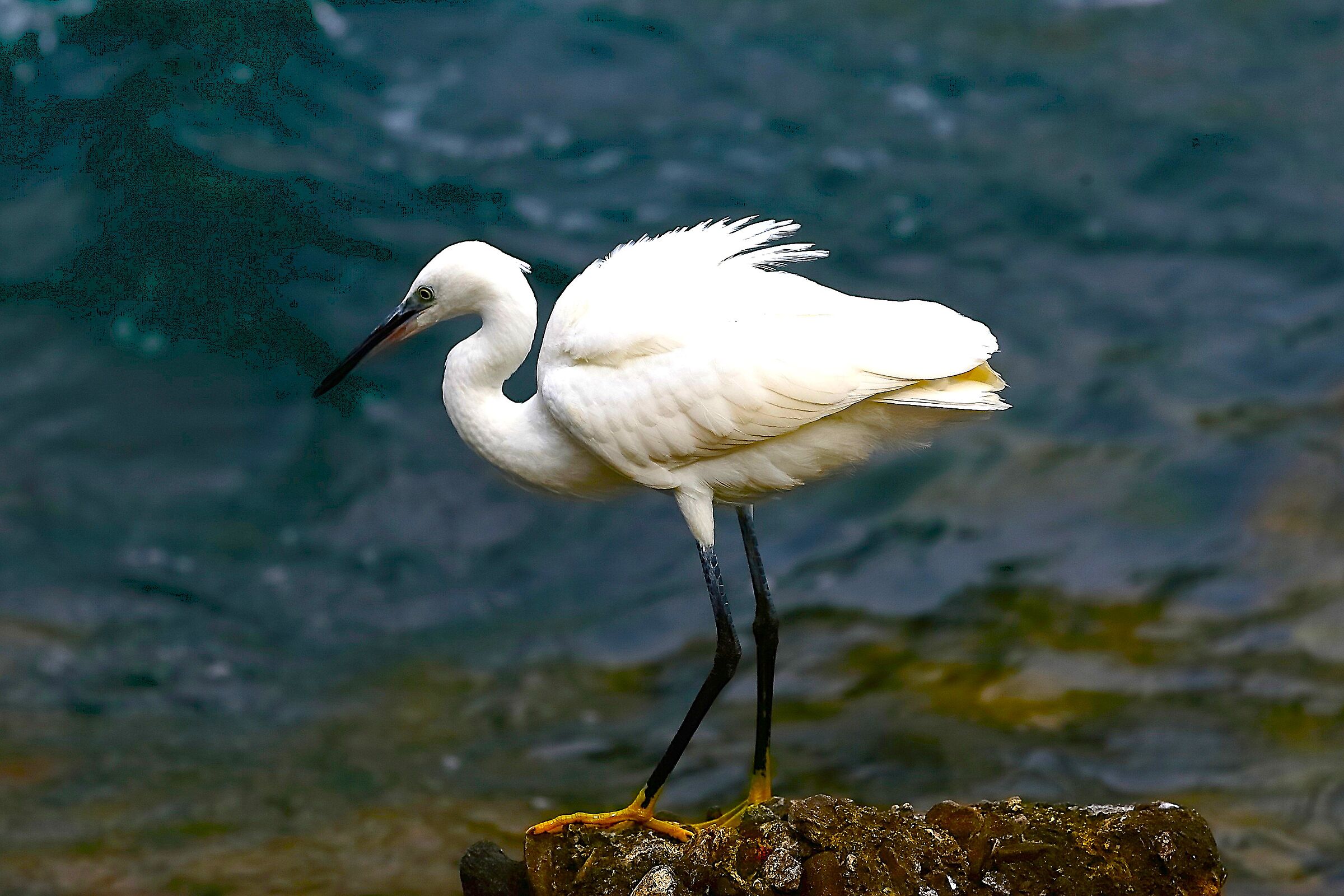 Garzetta ottobre 2024 - 0086