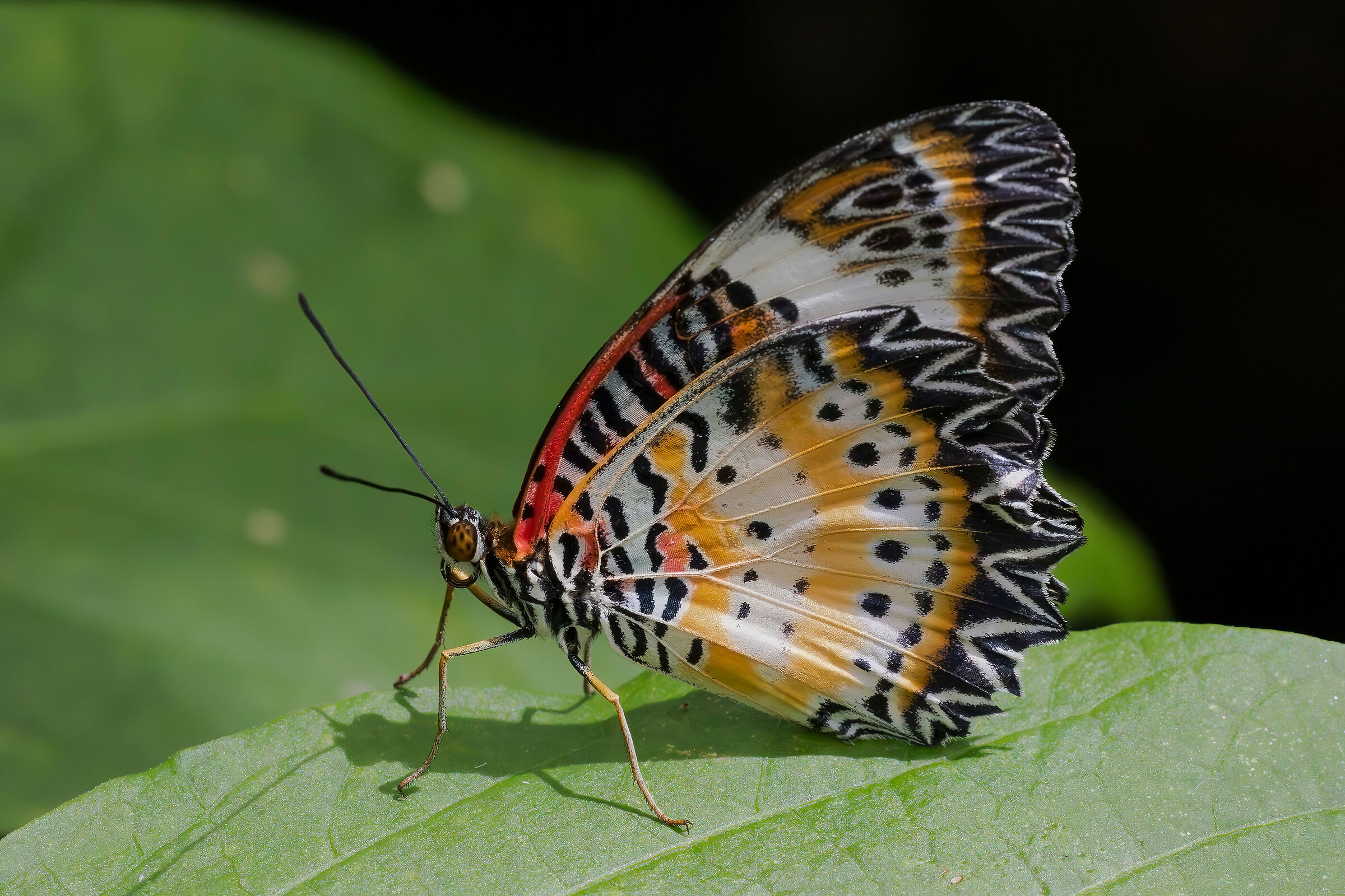 Cethosia biblis