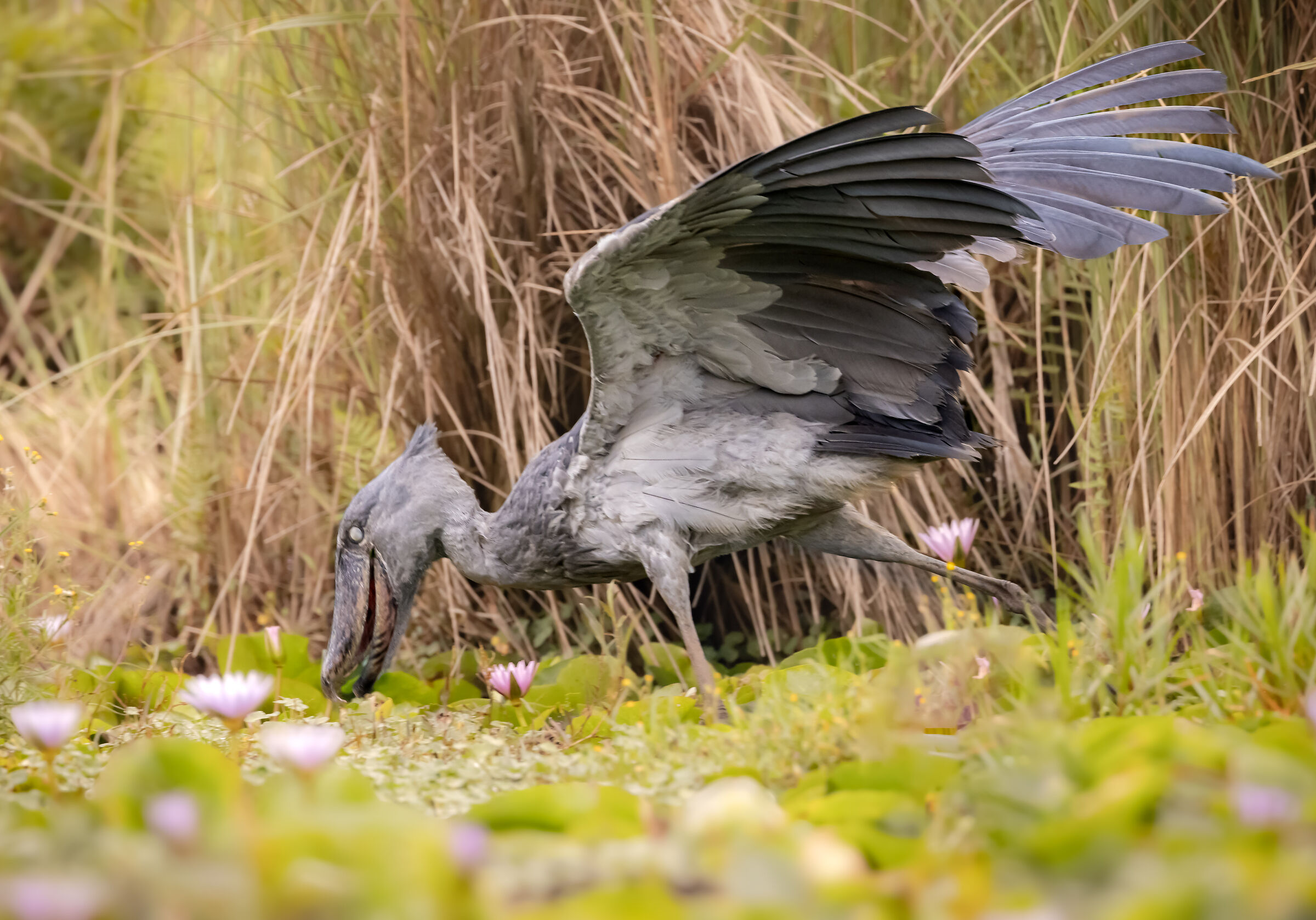 slancio predatorio | predatory impulse