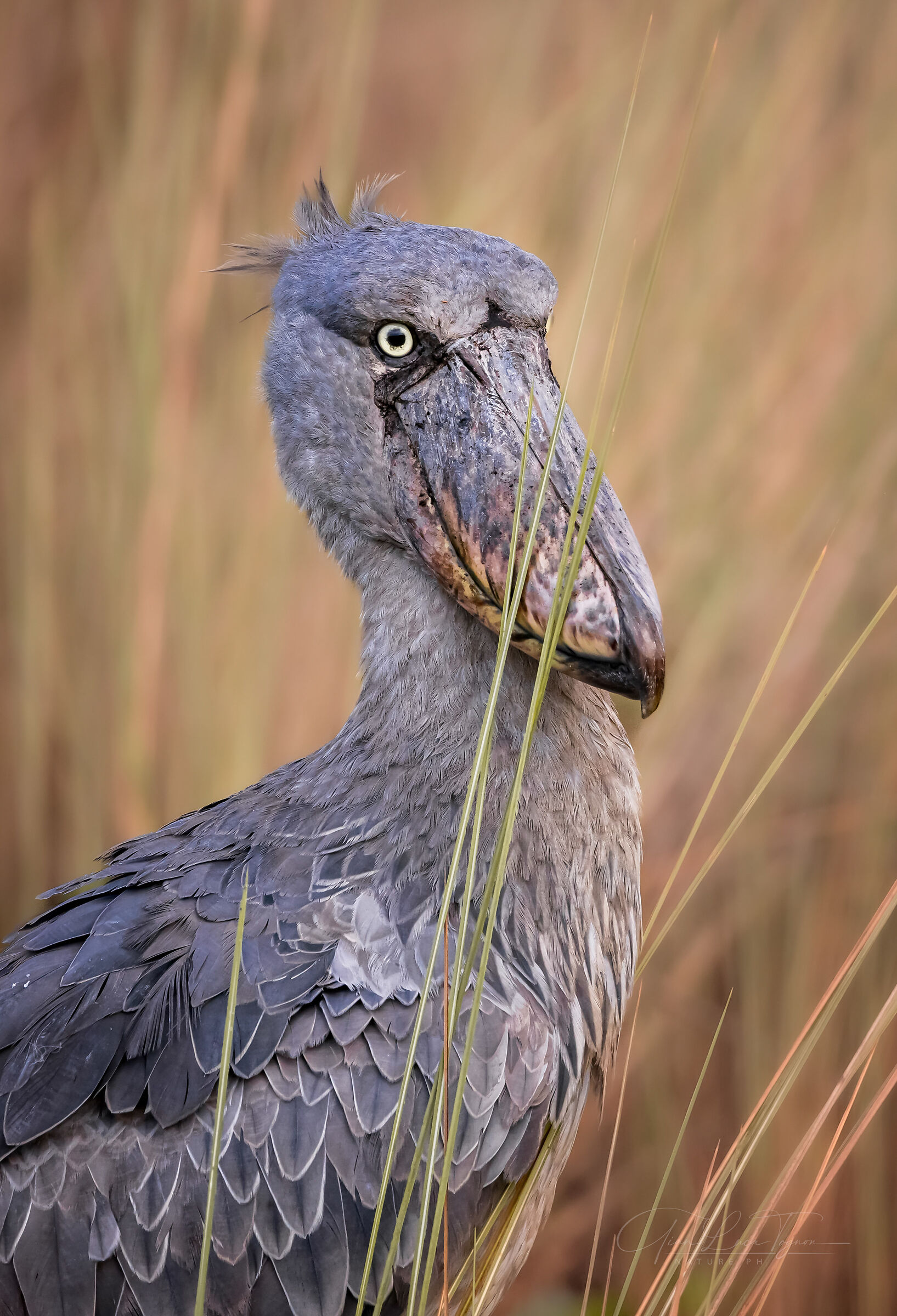 tra le piante palustri | among the swampy plants