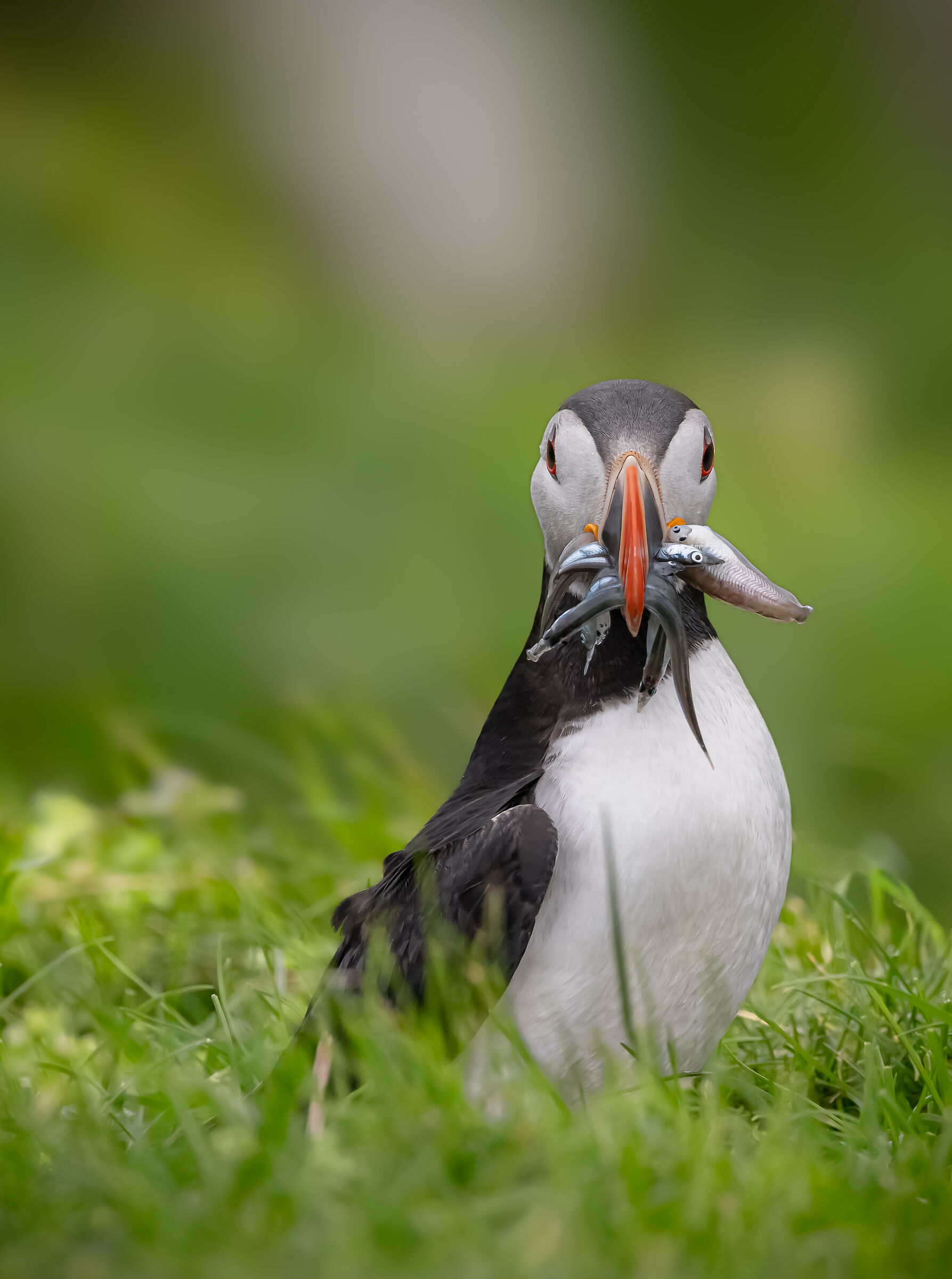 a bocca piena, con eleganza | full mouth, with elegance