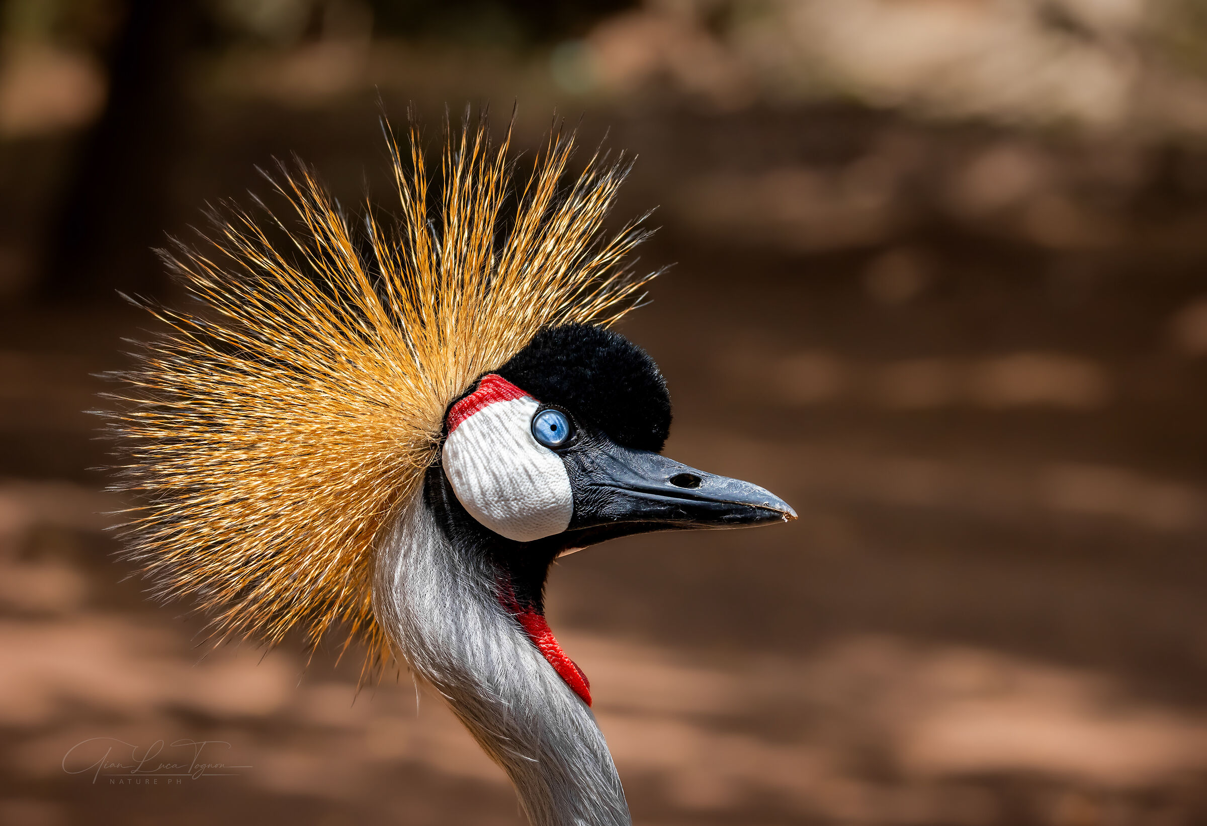 copricapi preziosi | precious headdresses