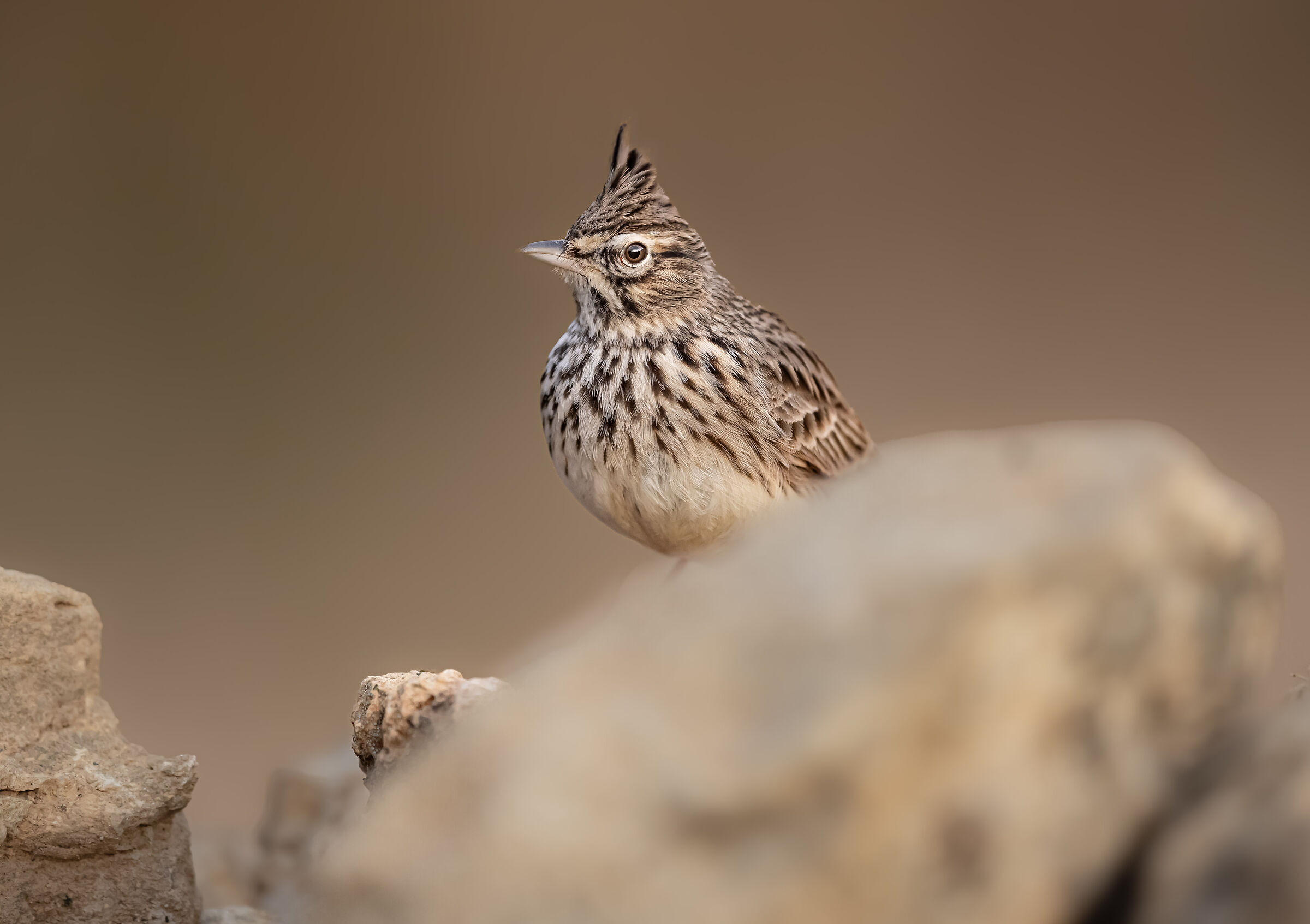 cresta montuosa | mountain ridge