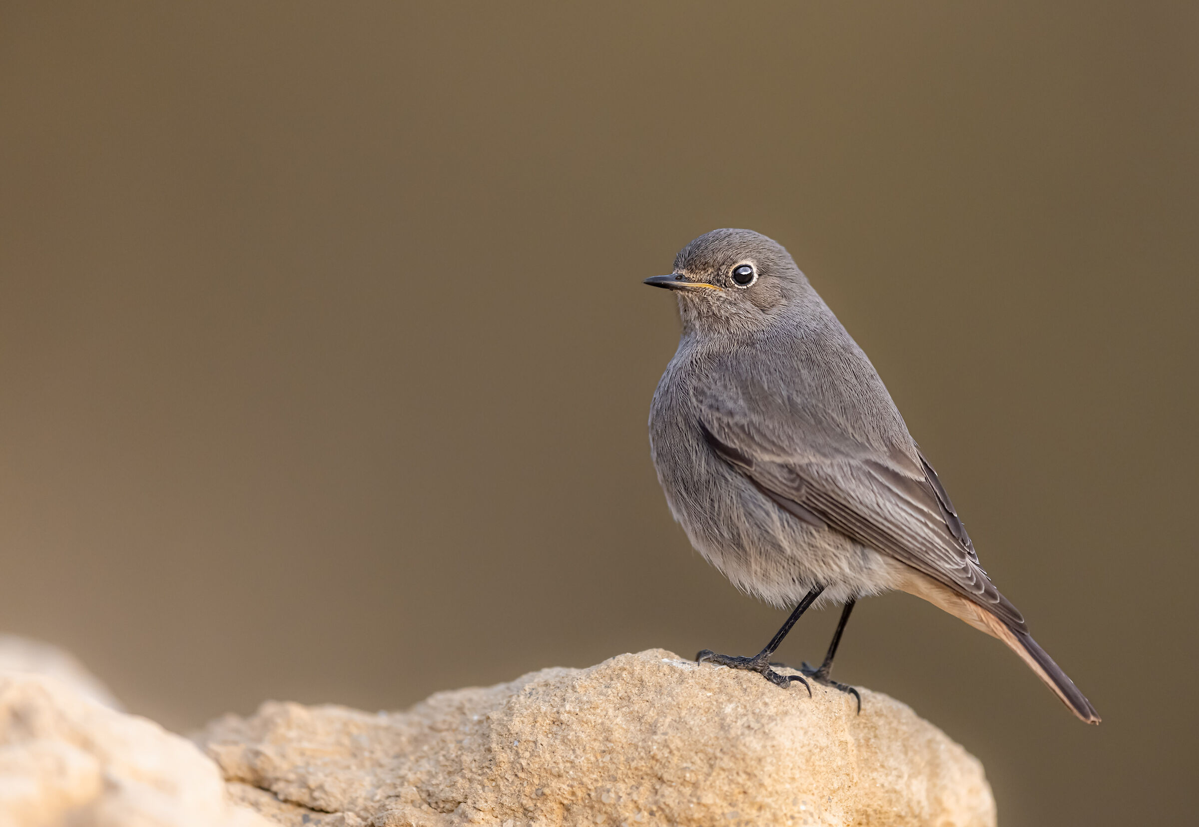 sfiorata da un raggio di sole | touched by sunlight