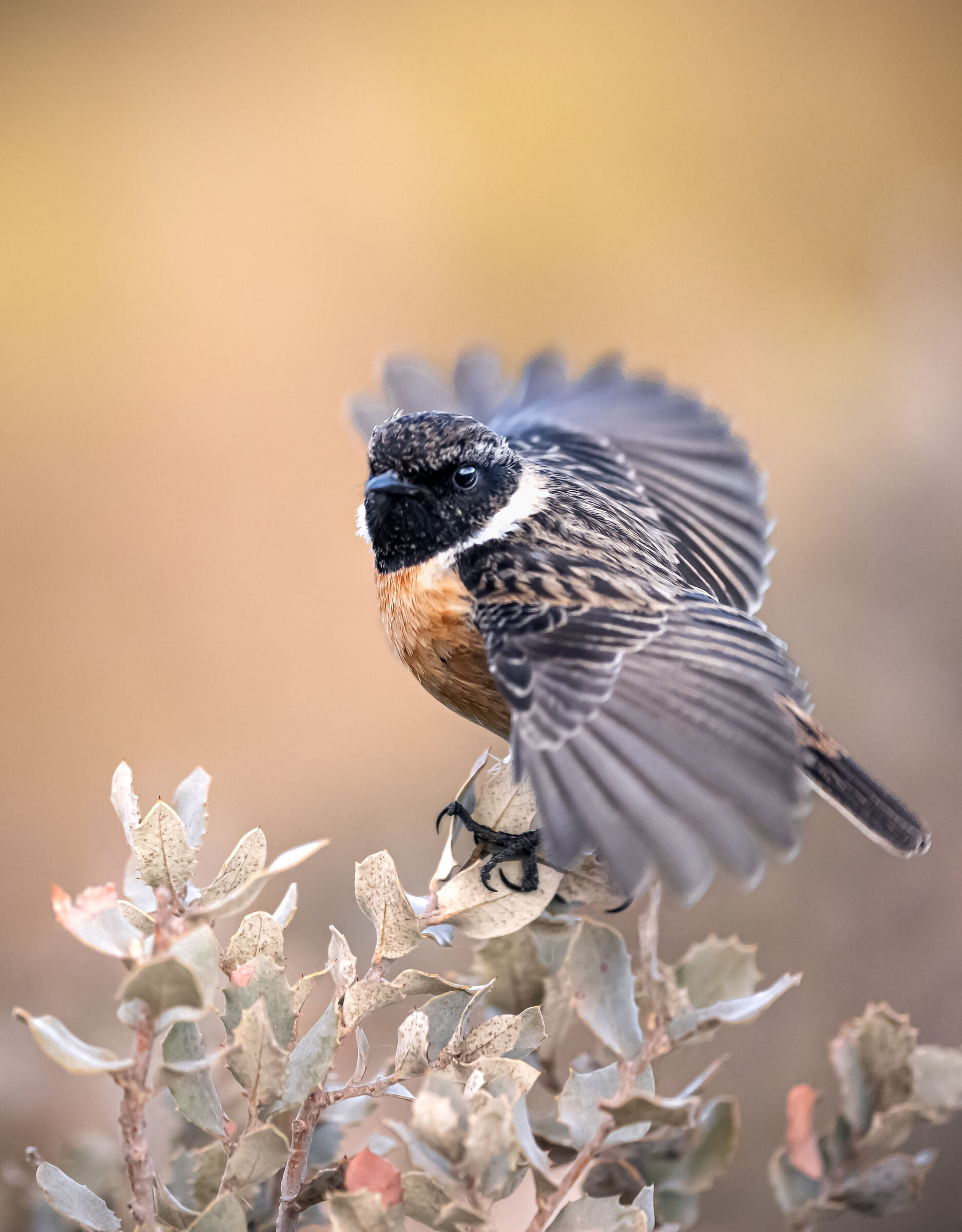 cercando l'equilibrio | looking for balance