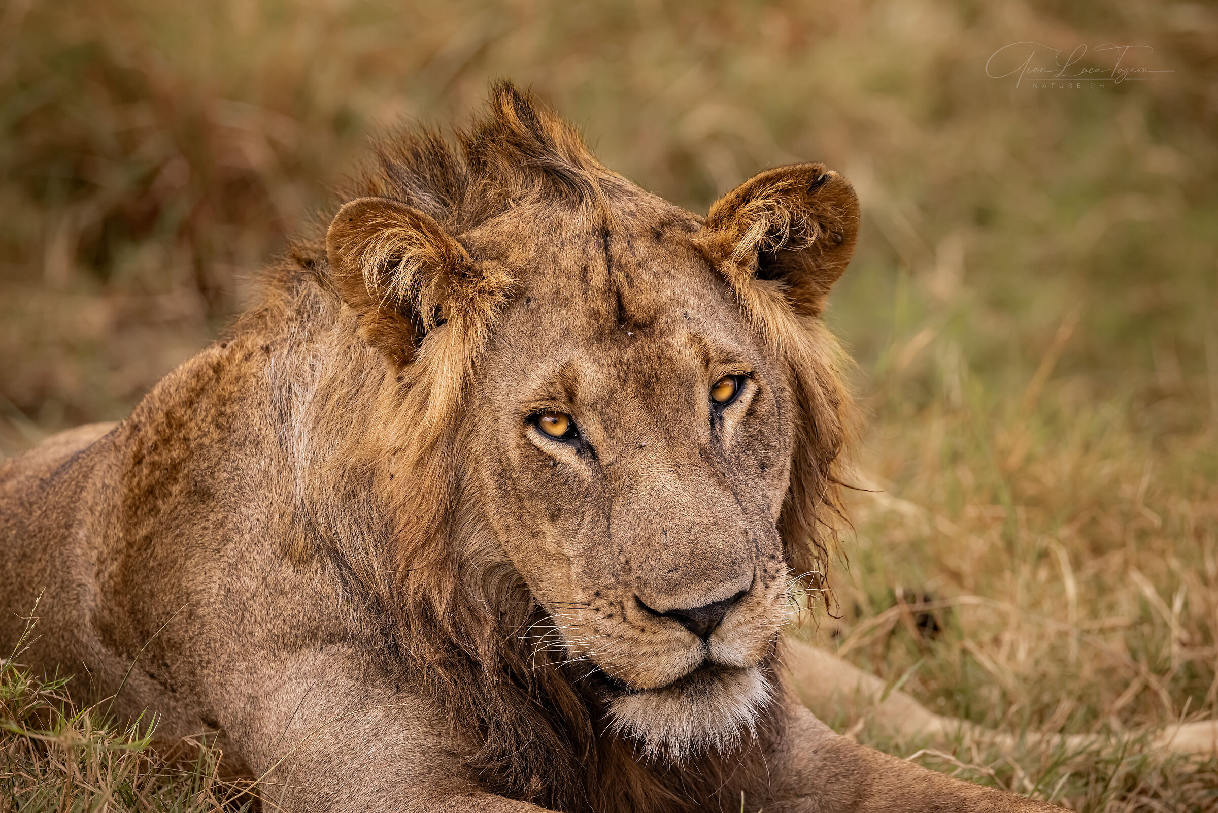 gli occhi del re | the King's eyes