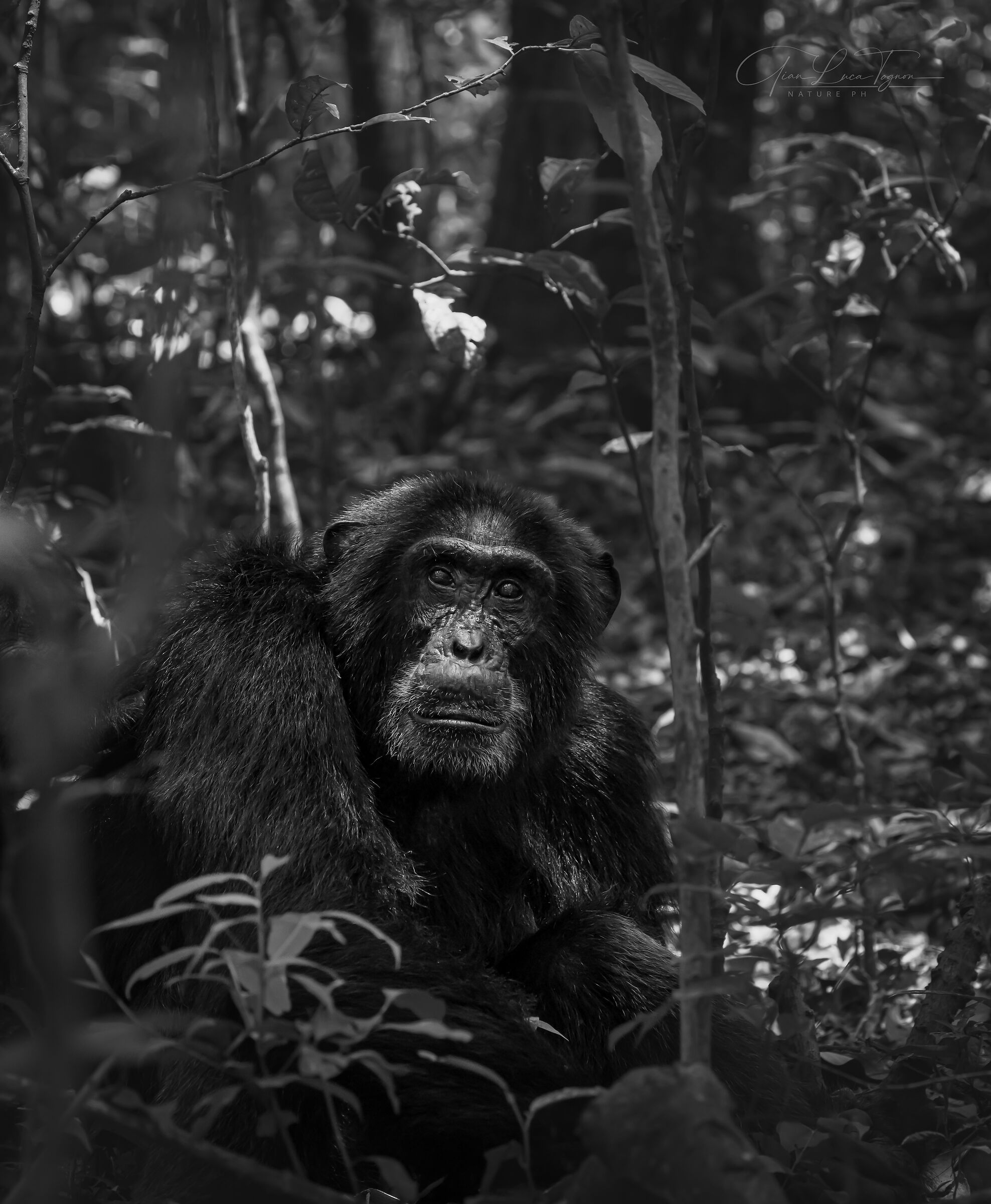 sitting in the forest