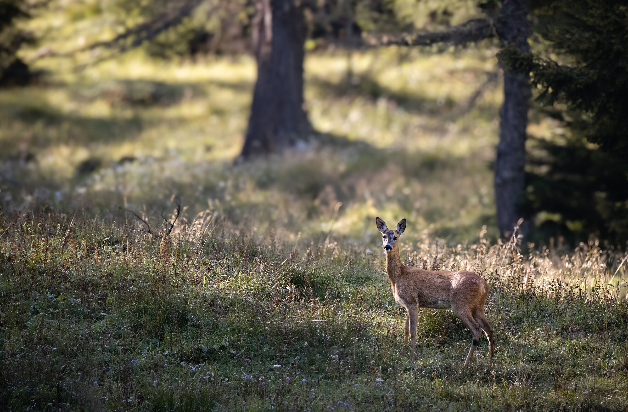 la bella nel bosco | the beauty in the woods