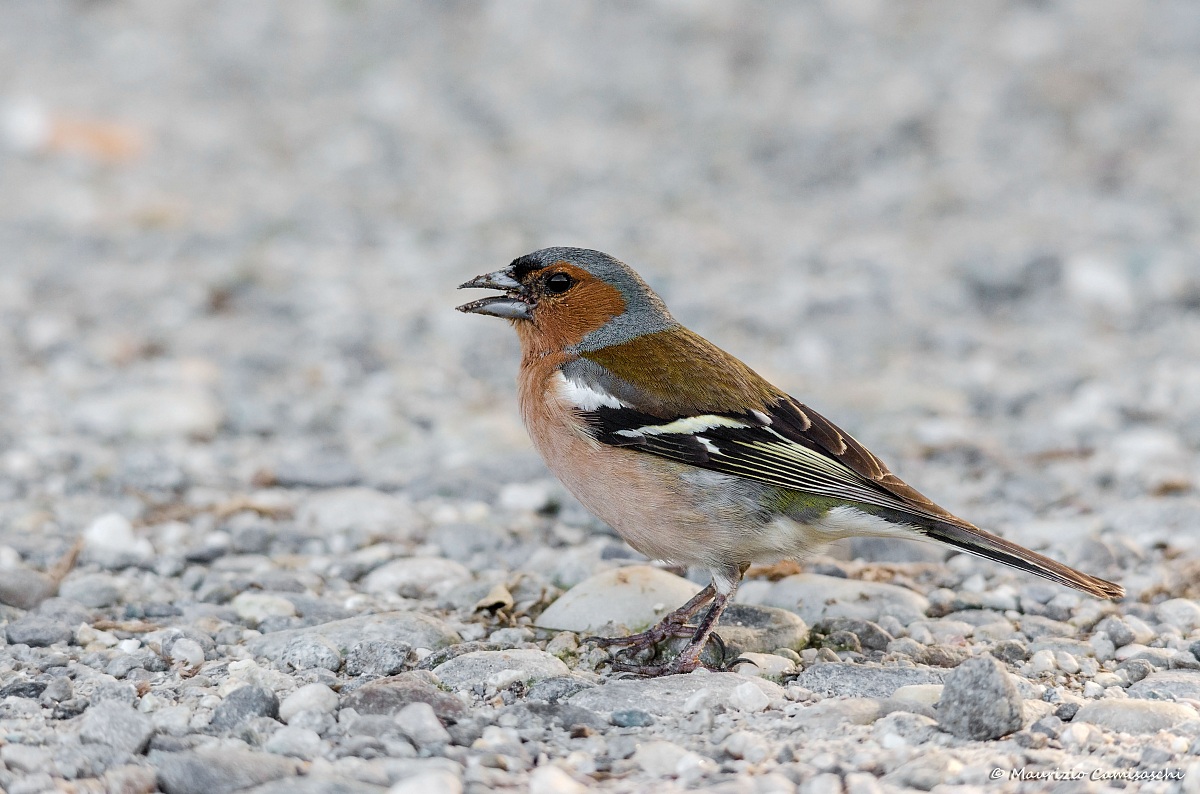 Chaffinch