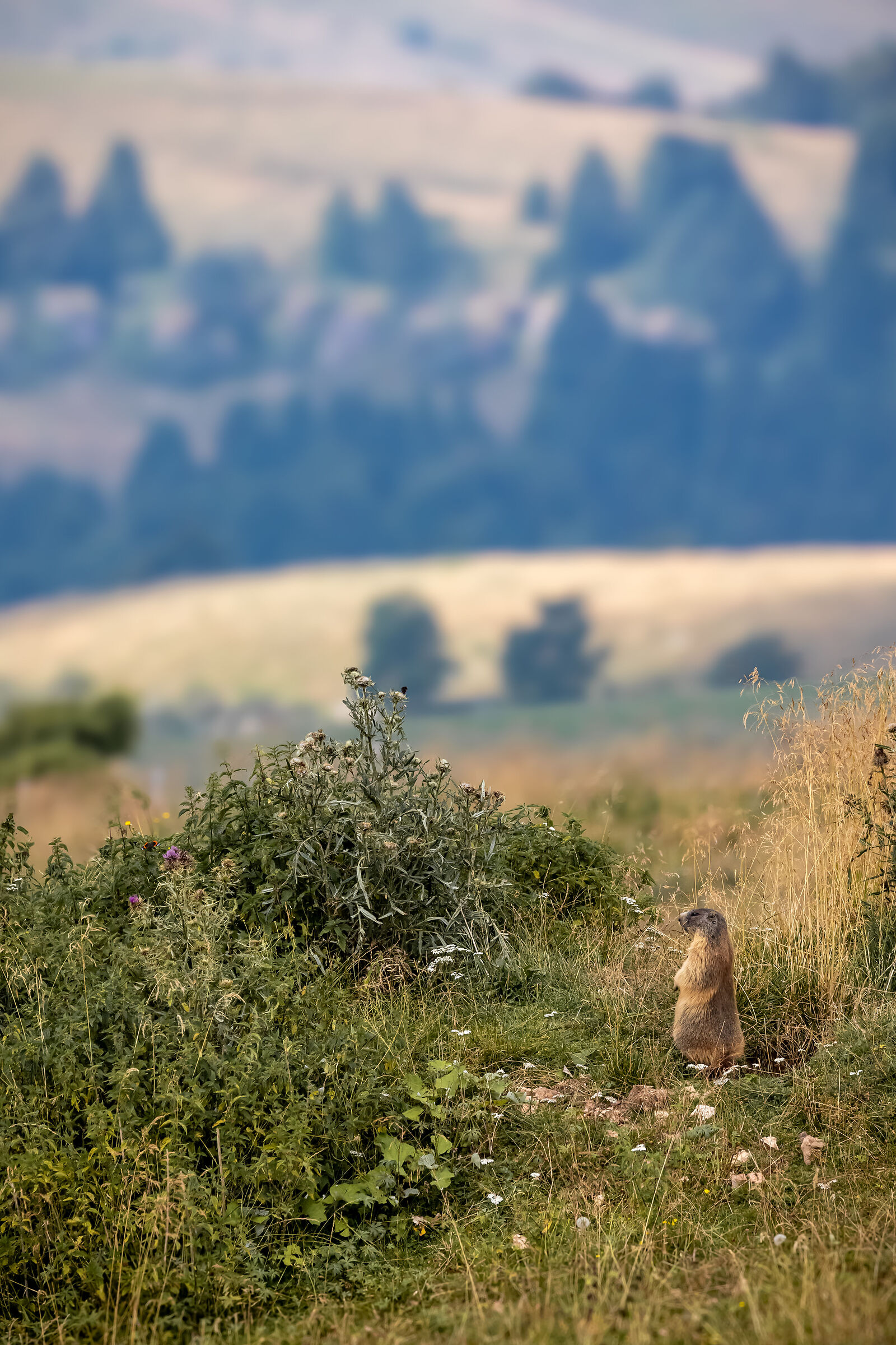 Marmot