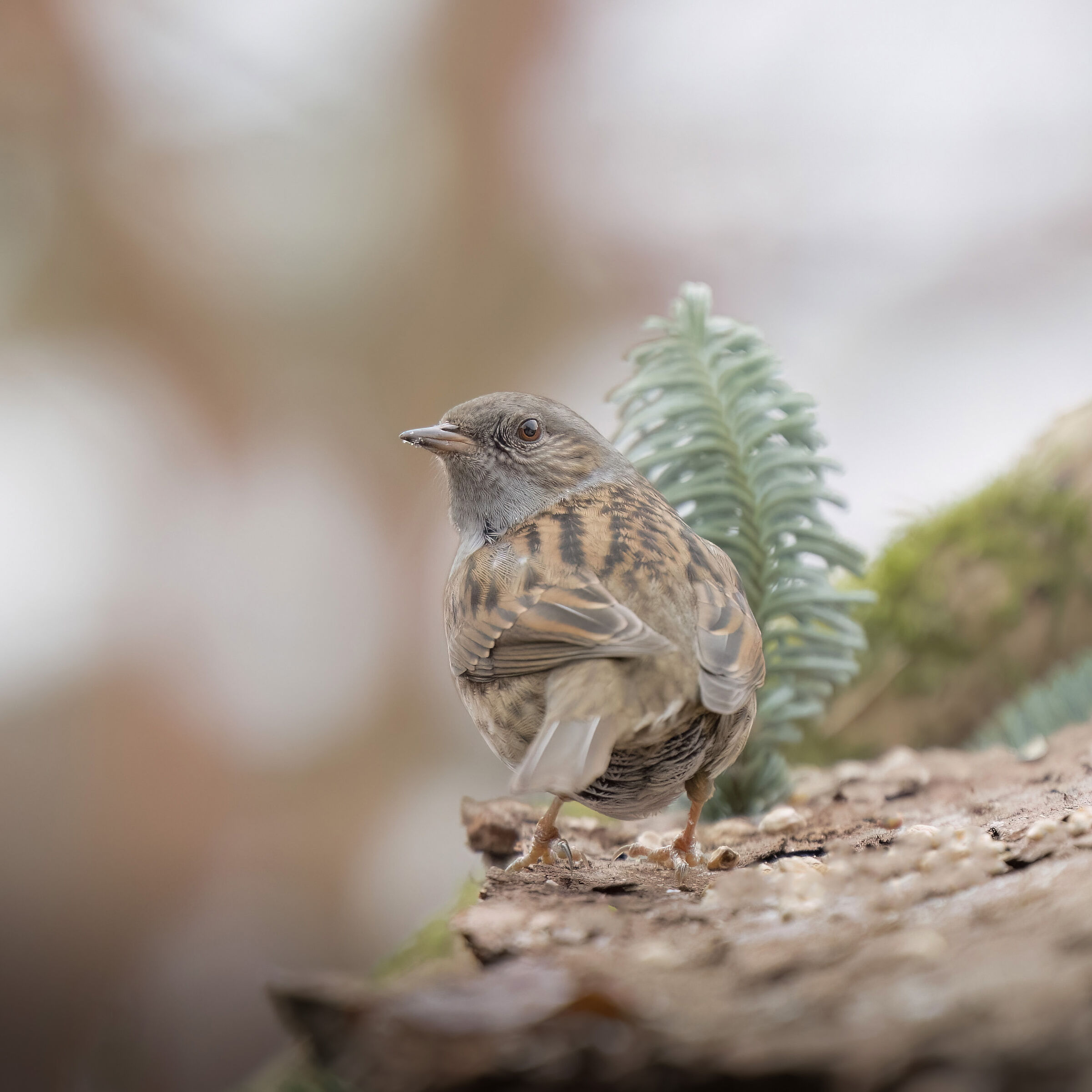 Prunella modularis e la prima neve