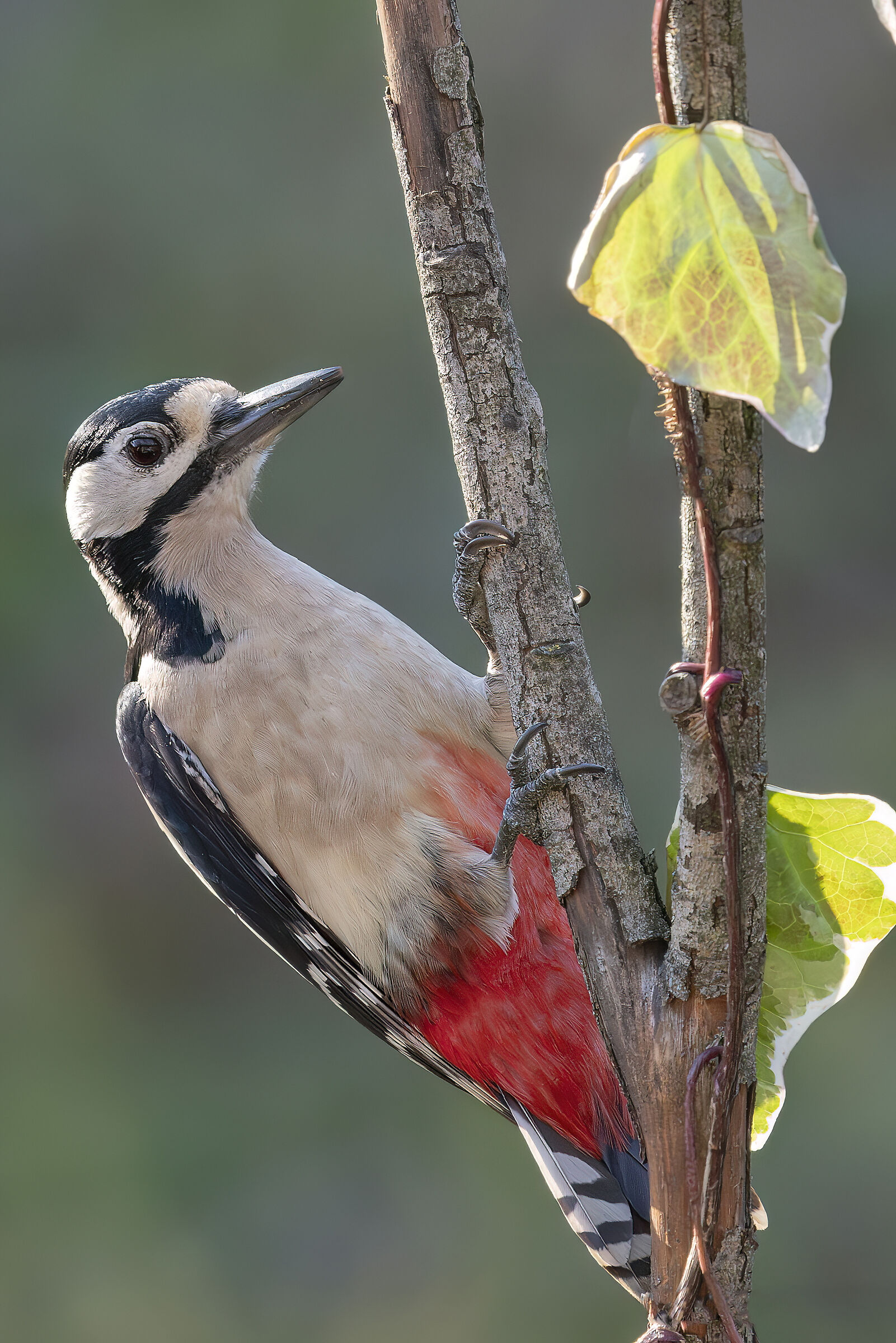 Spotted Woodpecker