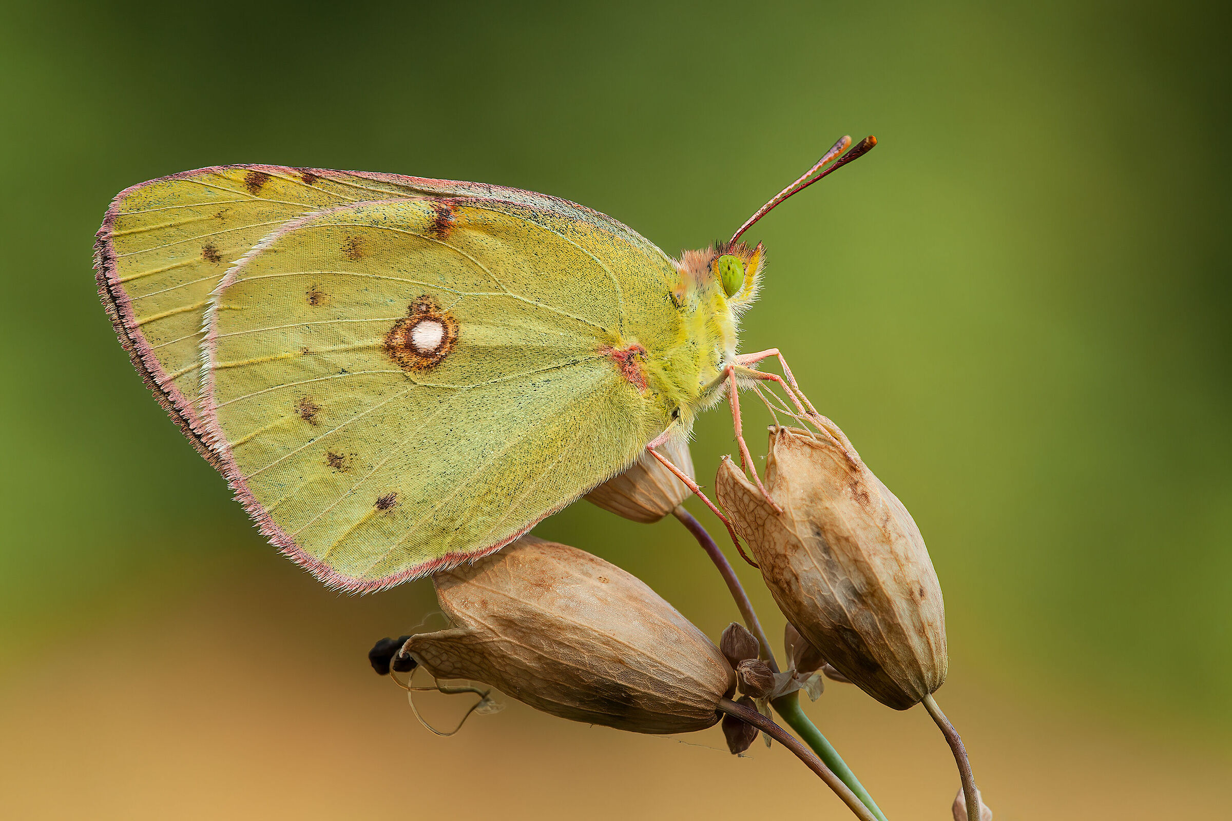 Colias