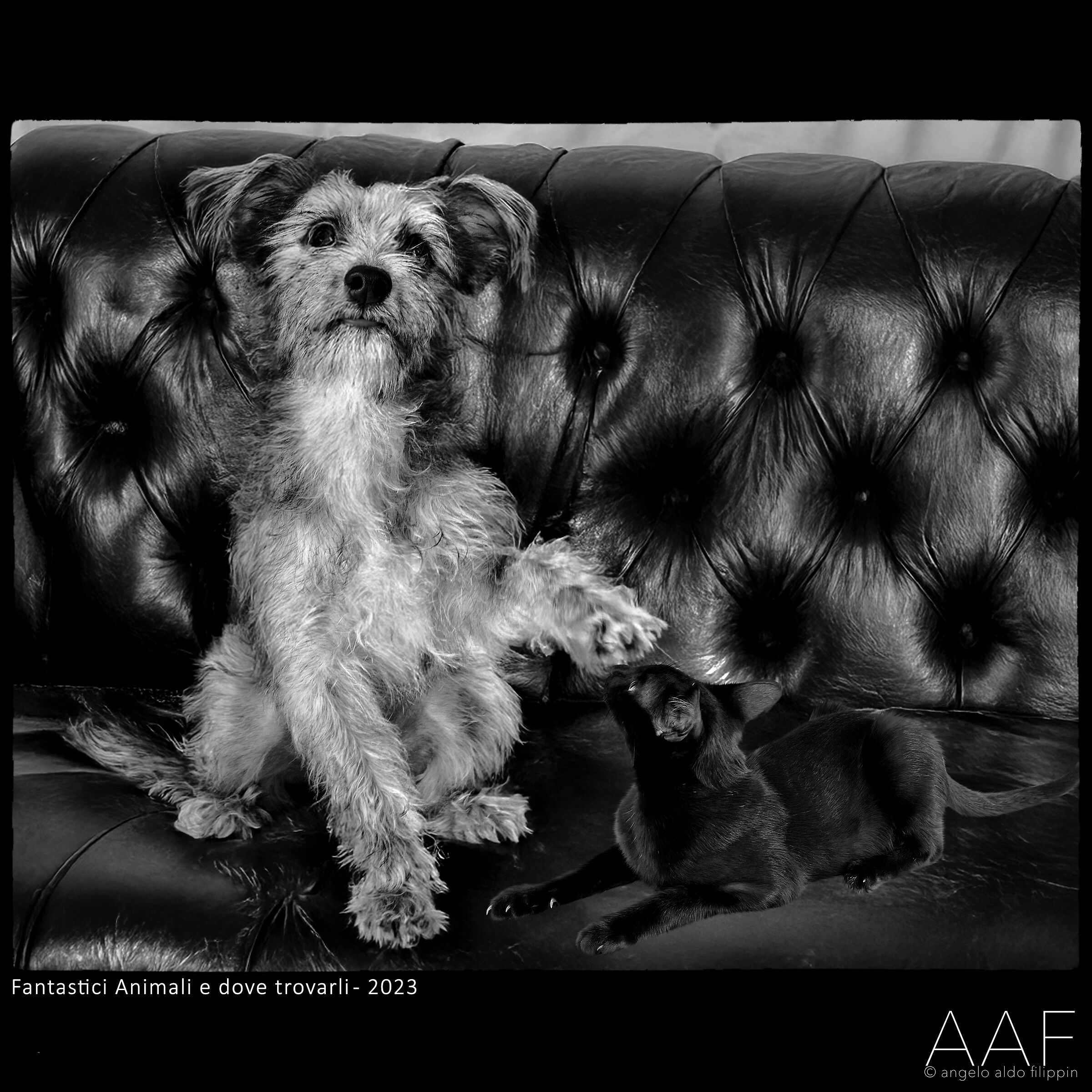 Fantastici Animale e dove trovarli- 2023