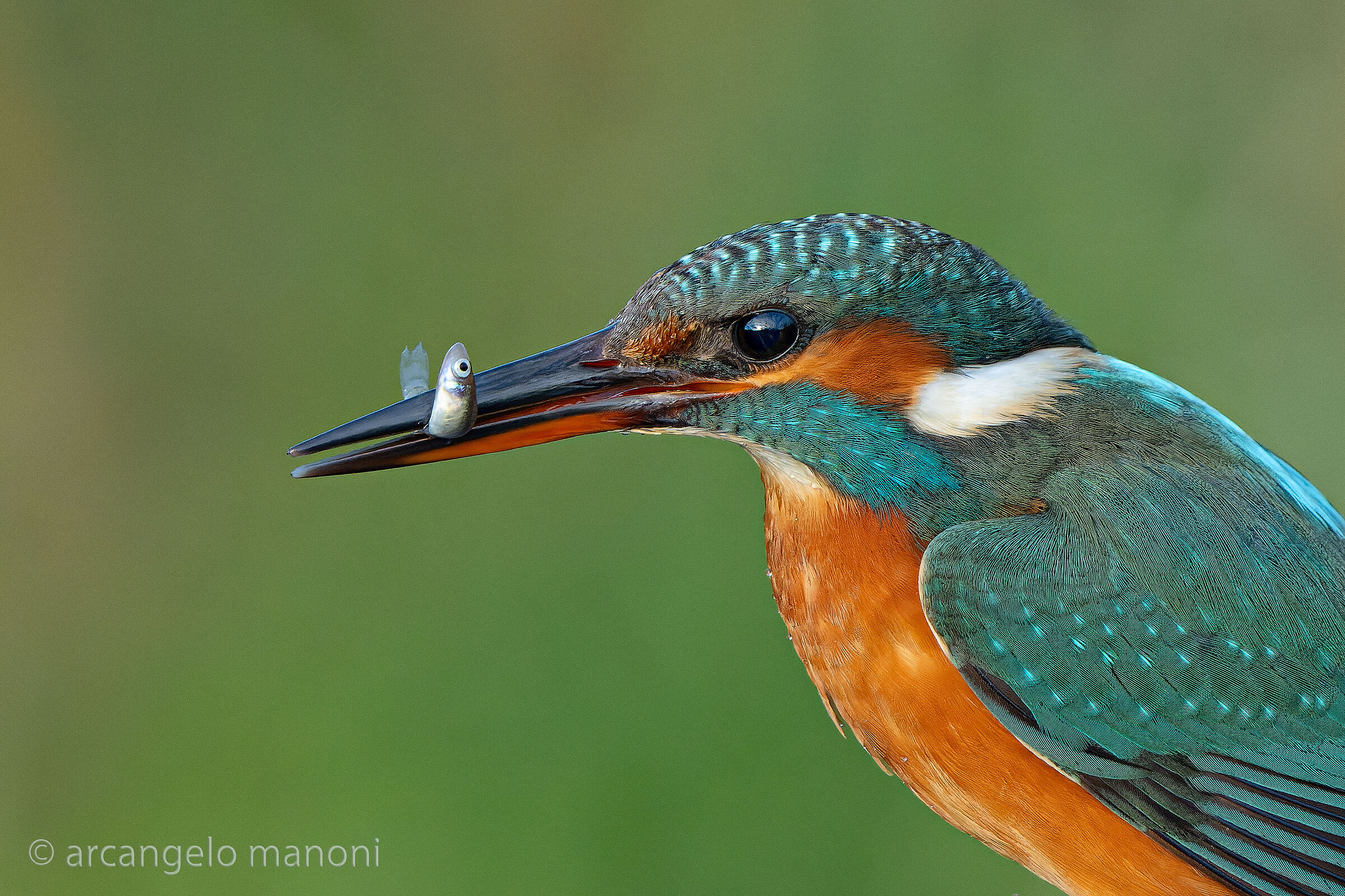 Primo piano sulla cattura