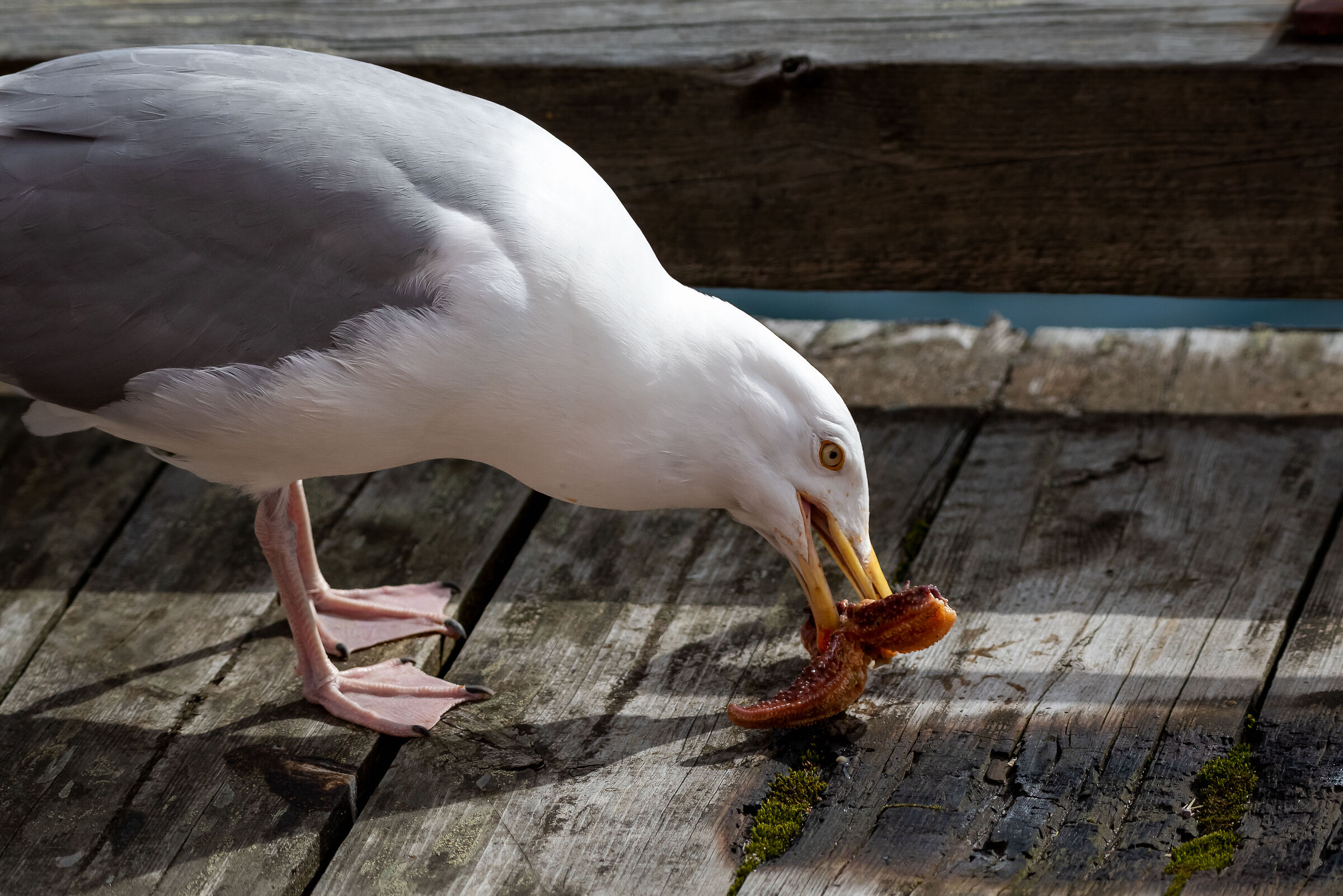 The seagull and the star