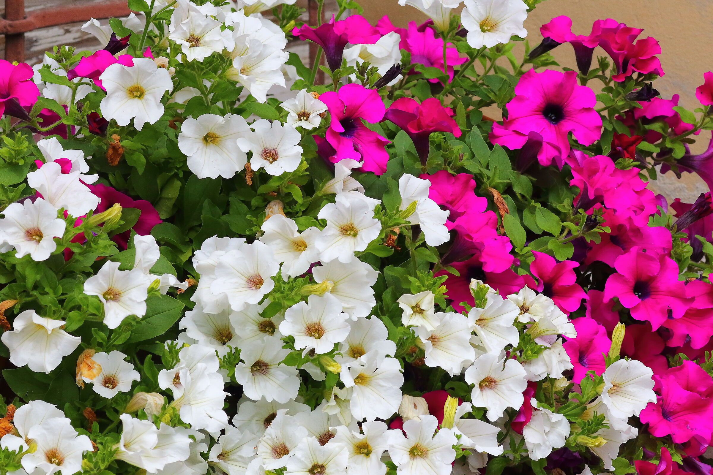 Petunie 25 maggio 2024 - 9226