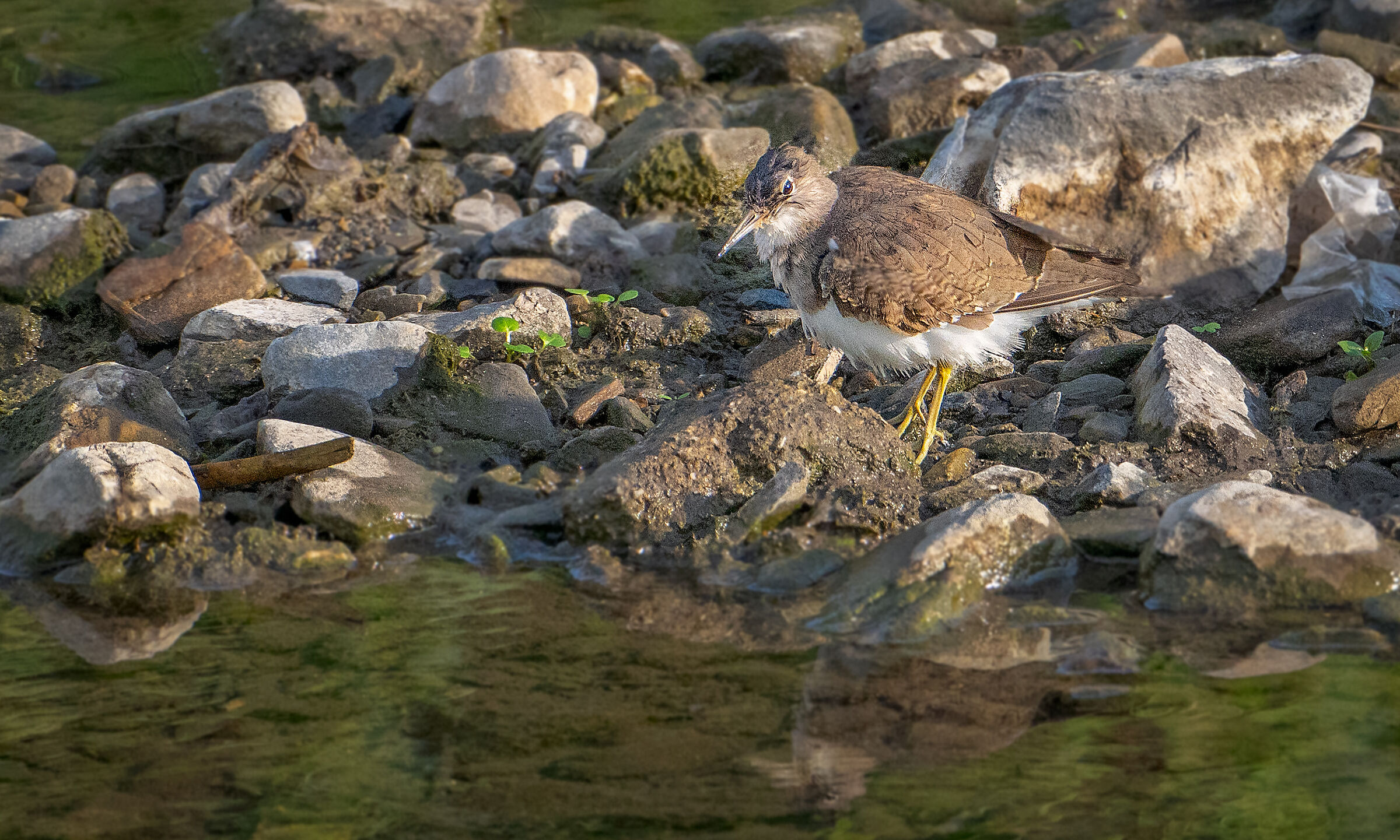 Sandpiper