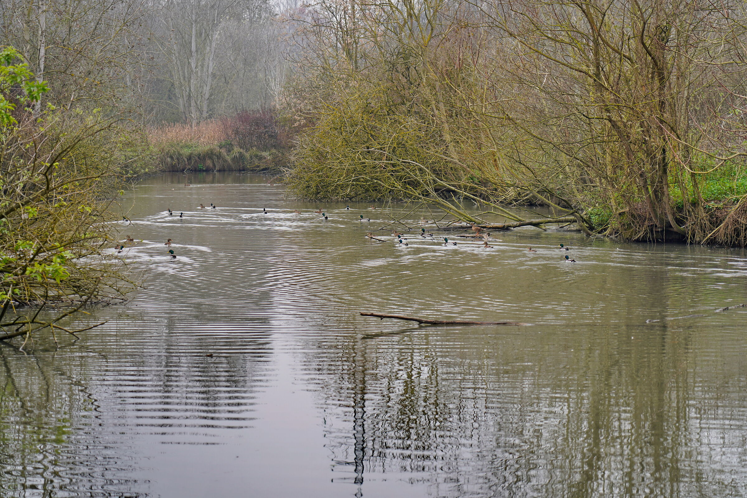 Duck pond