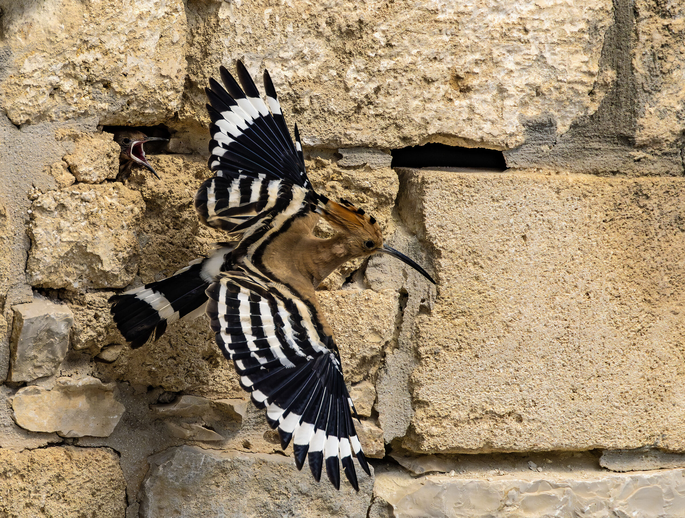 hoopoe with chick