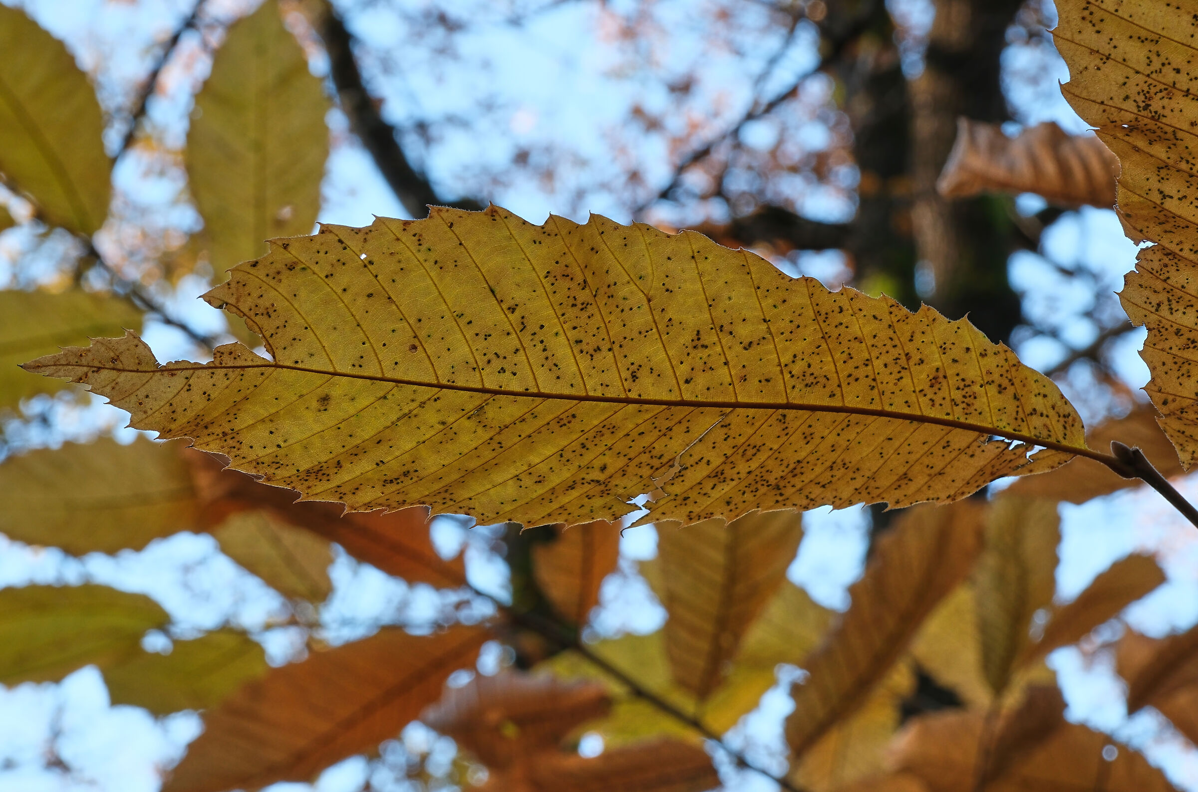 -il foglio in autunno-