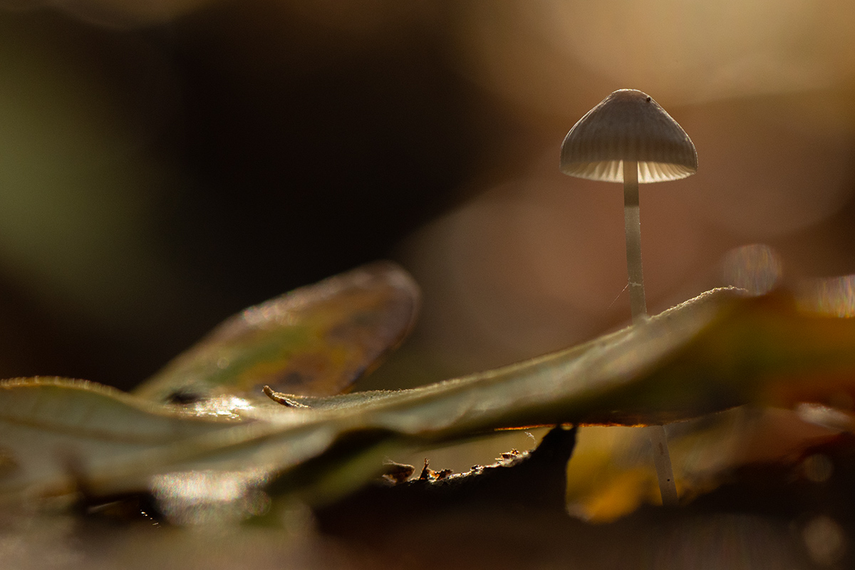 Mycena sp. z o.o.