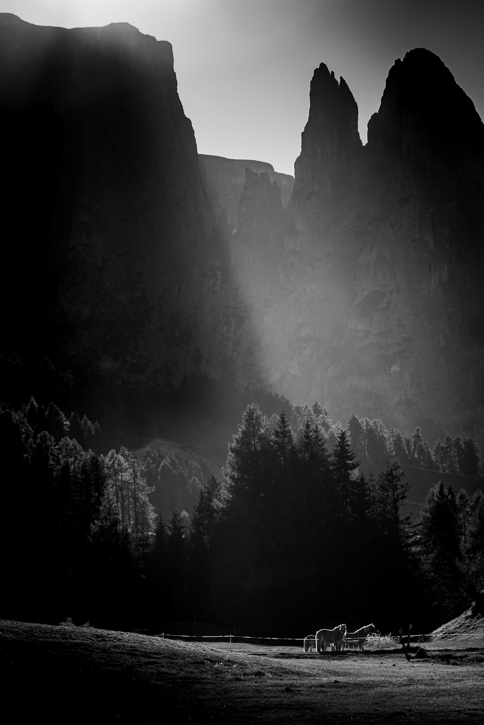 I cavalli-Alpe di Siusi