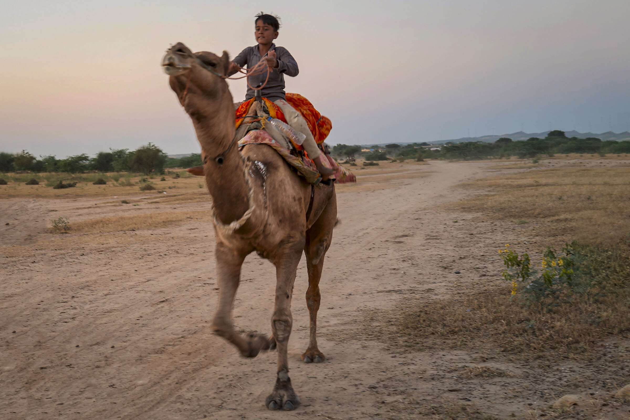 Camel Race all'imbrunire.