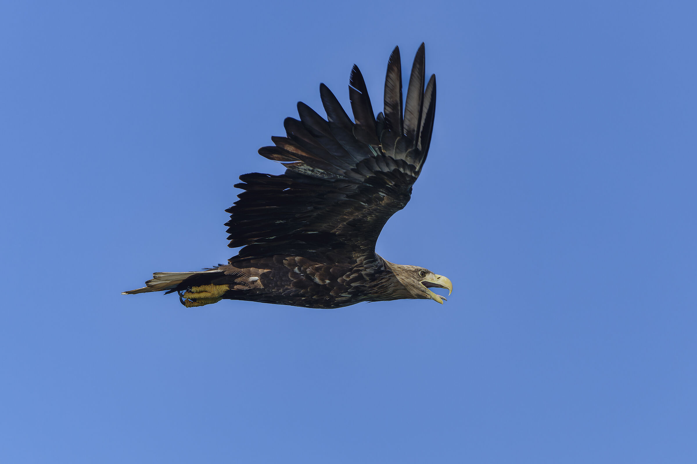 Il grido dell'aquila