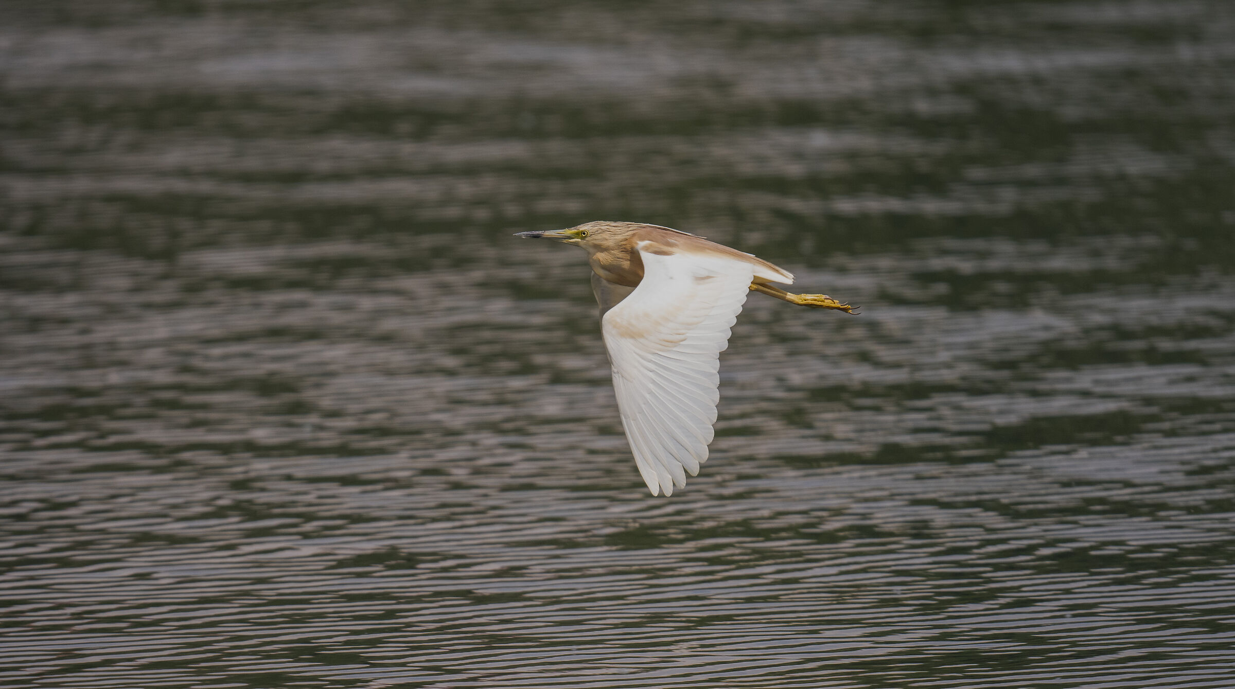 squacco heron