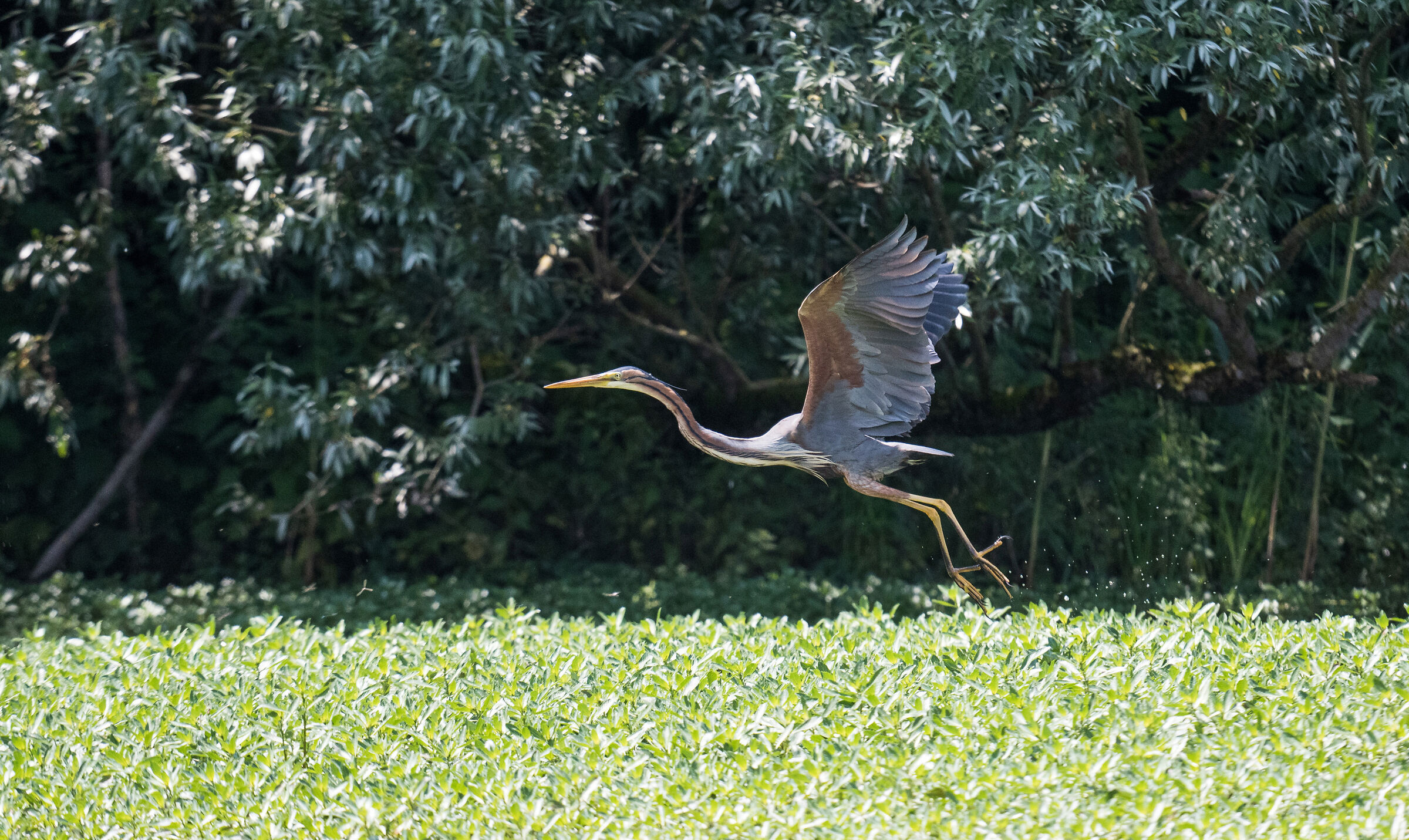 purple heron