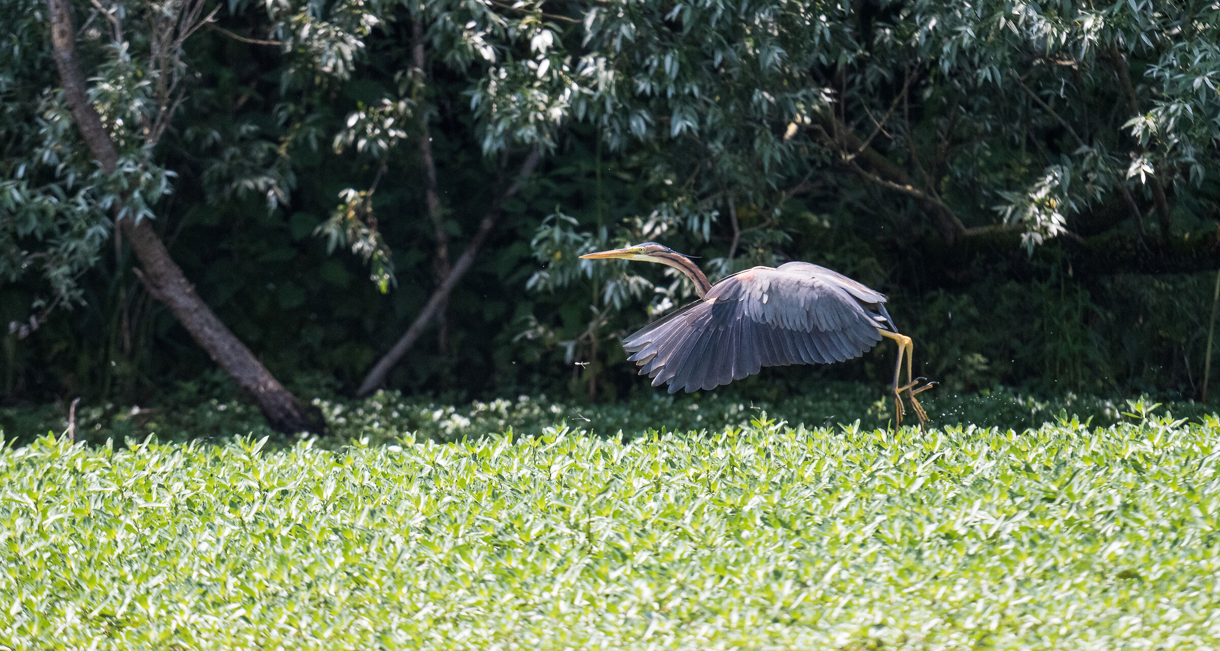 purple heron