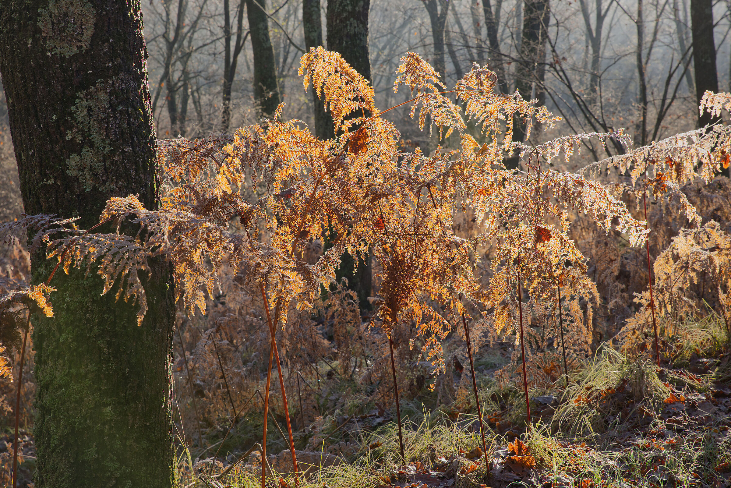 The Undergrowth - December 2022
