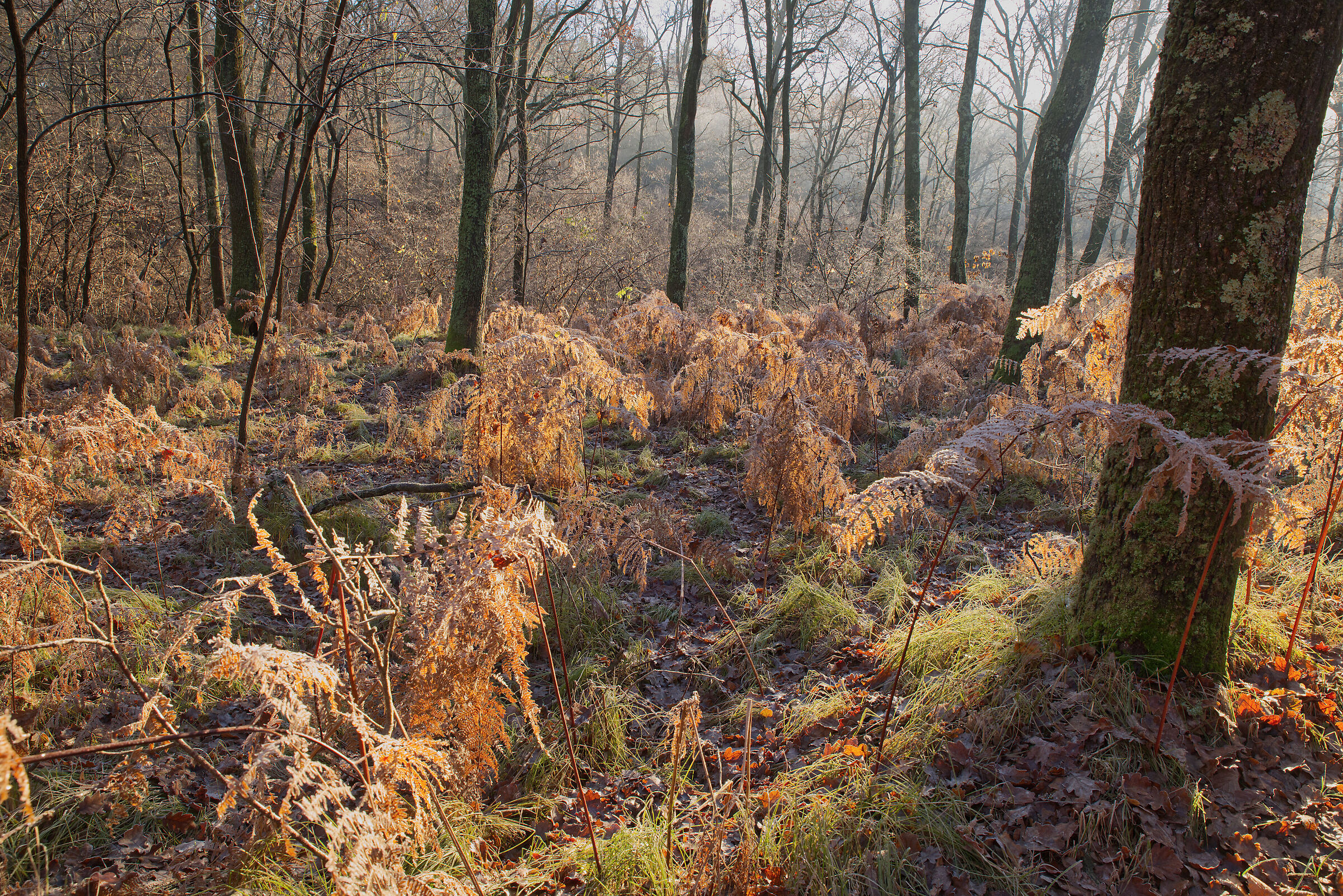 The Undergrowth - December 2022