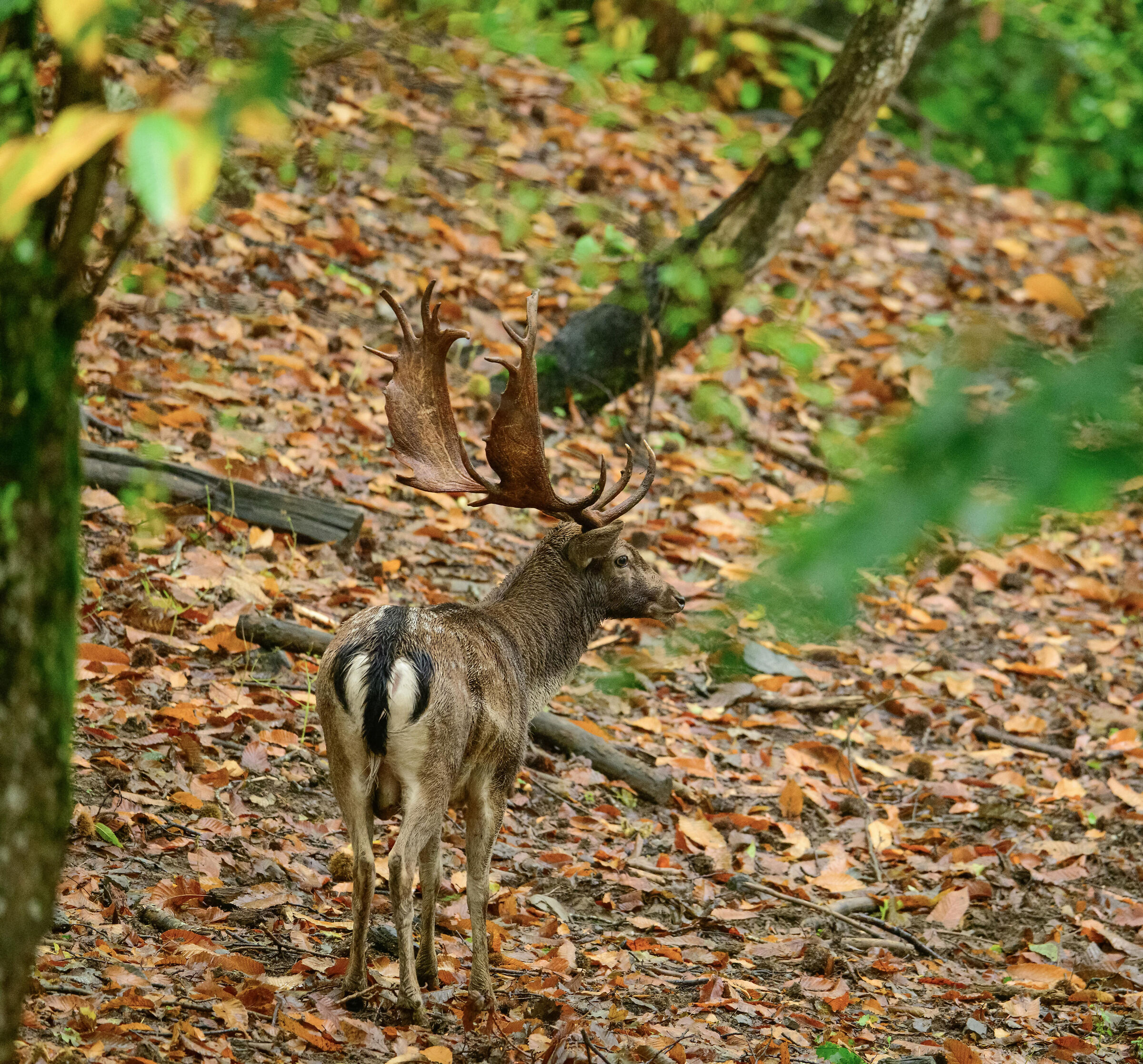 Male fallow deer Palancone