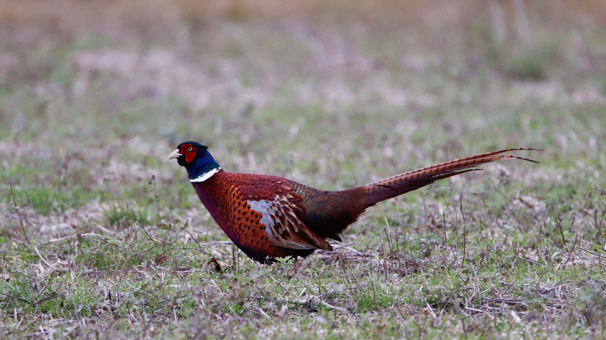 Male pheasant
