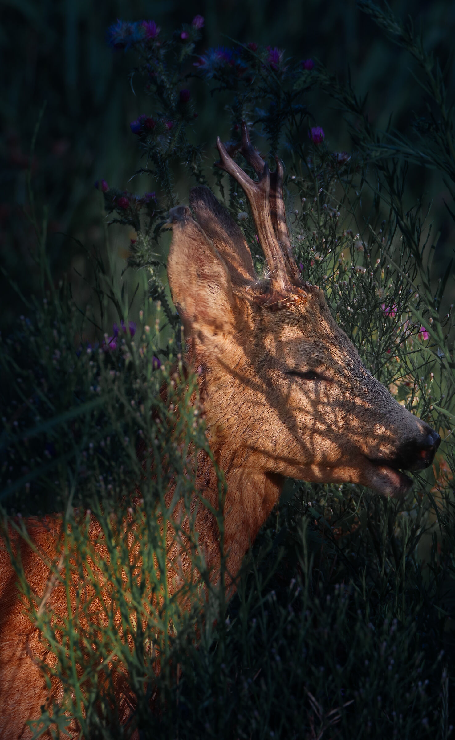 roe deer