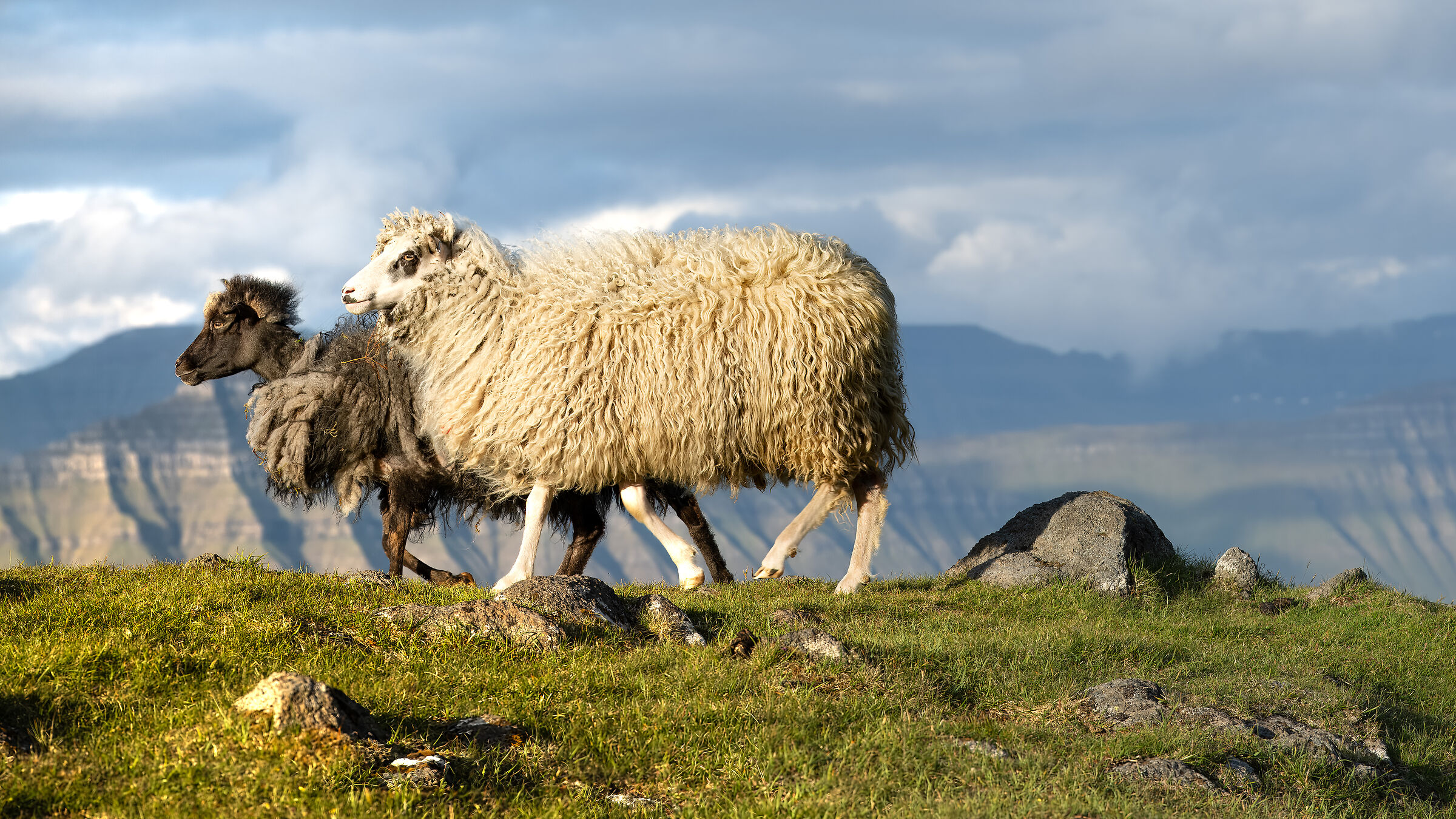 Funningur Fjord -Sheeps
