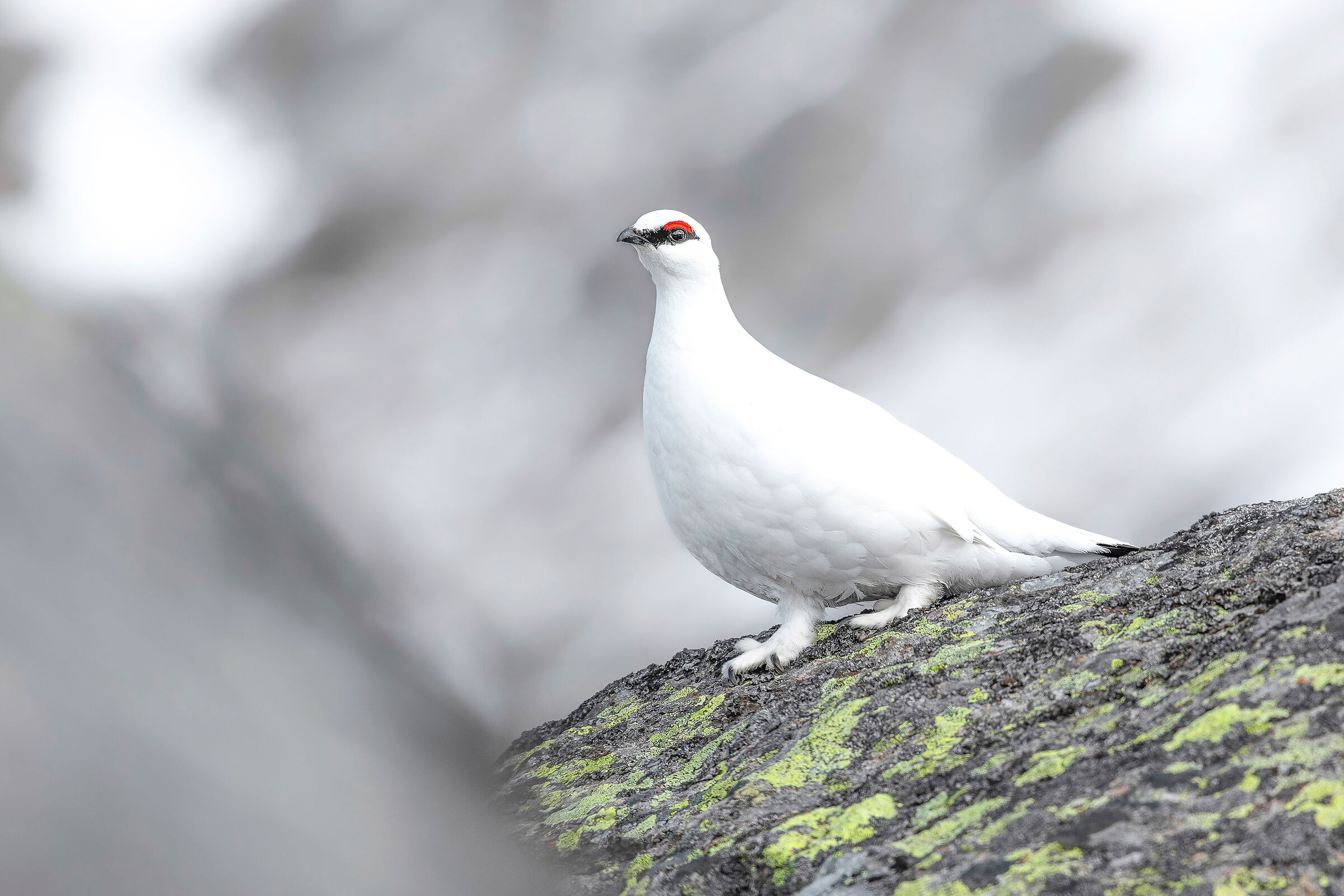 passi leggeri verso l'inverno