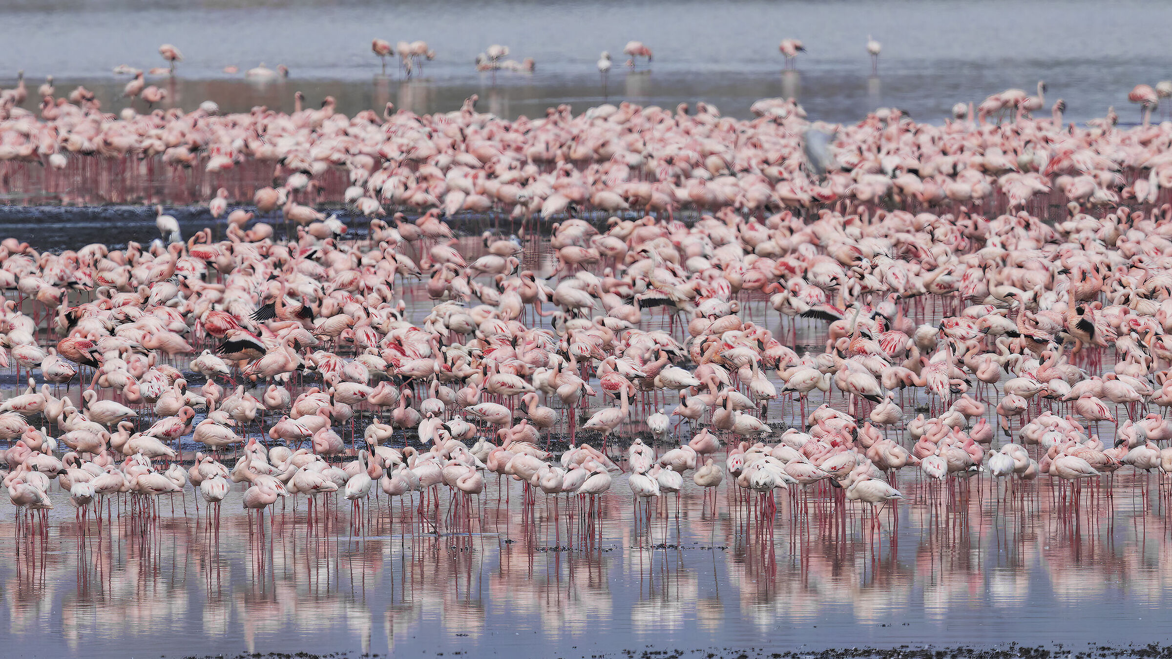 Flamingo Colony, Lake Nakuru