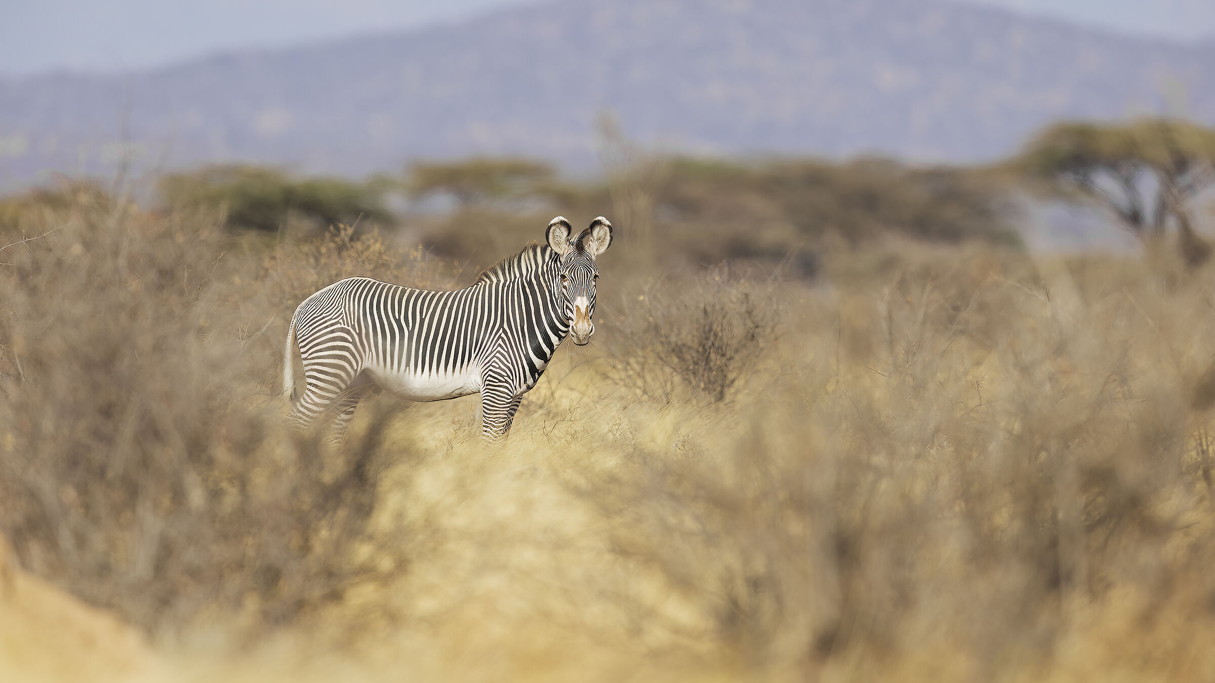 Zebra by Grévy