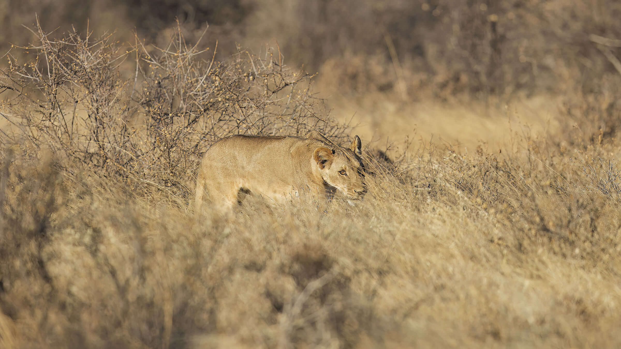 Ambush
