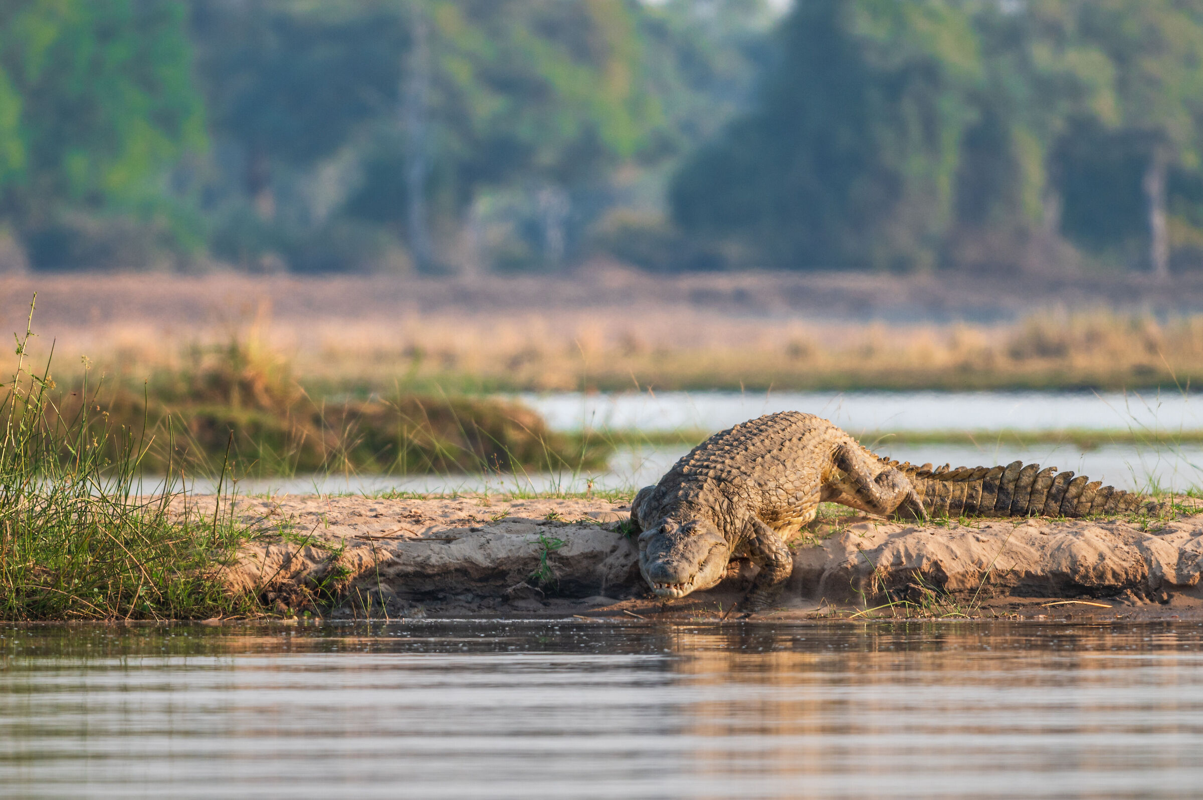Crocodile in water